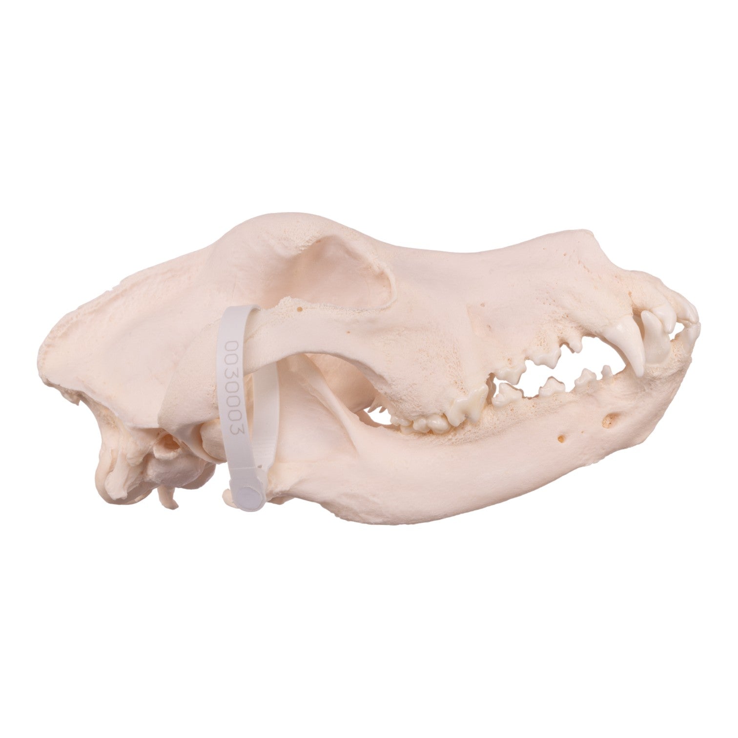 Authentic Domestic Dog Skull - Great Dane Specimen with Periodontal Details | Veterinary Study, Animal Anatomy Education & Taxidermy Display