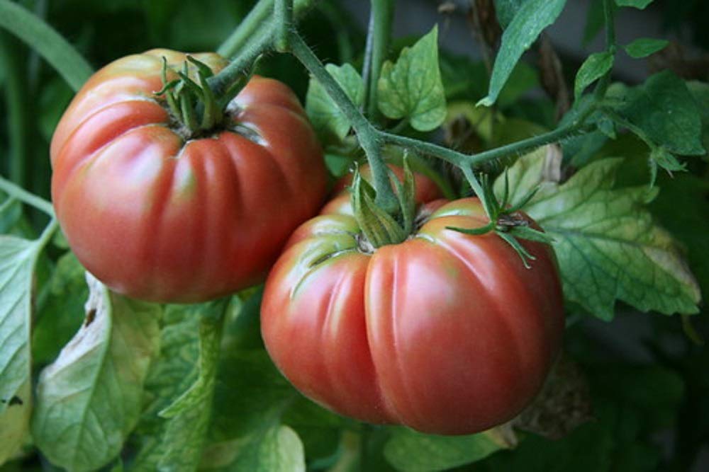 Giant Belgium Heirloom Tomato Seeds (50 Count) - Delicious Large Tasty Fruit for Home Garden, Organic Farming & Fresh Salads