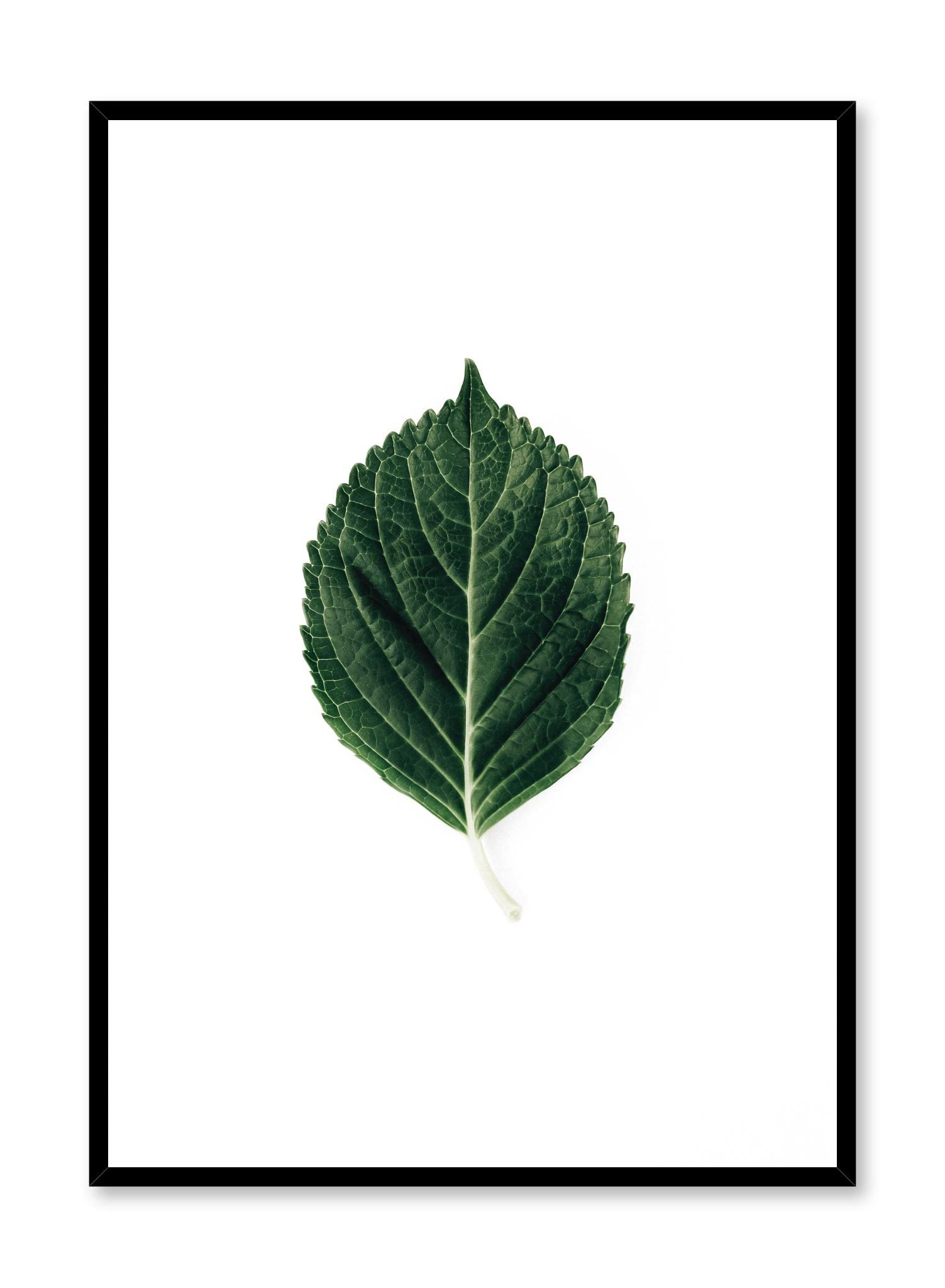 Lone Leaf Poster - Nature Wall Art Decor for Home, Office & Classroom - Perfect for Living Room, Bedroom & Study Spaces