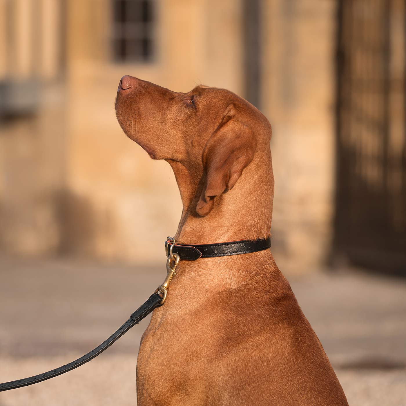 Premium Ostrich Leather Dog Collar - Black & Orange - Durable & Stylish Pet Accessory by Lords & Labradors - Perfect for Daily Walks, Training & Fashionable Outfits