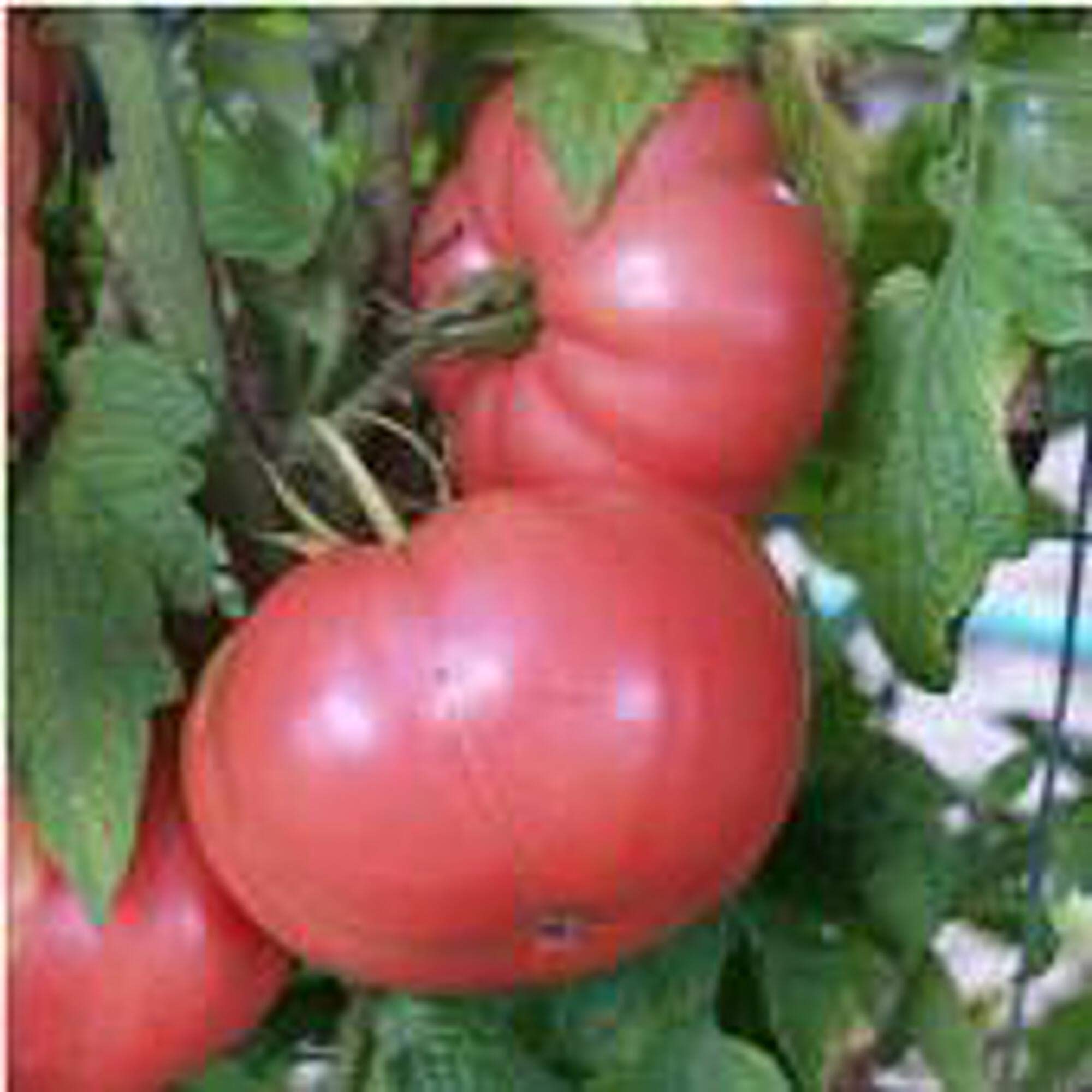 Non-GMO German Pink Tomato Seeds (20+ Seeds) - Heirloom Vegetable Seeds for Planting | Home Garden, Greenhouse, Raised Beds & Container Gardening | Fresh Salad & Canning Tomatoes