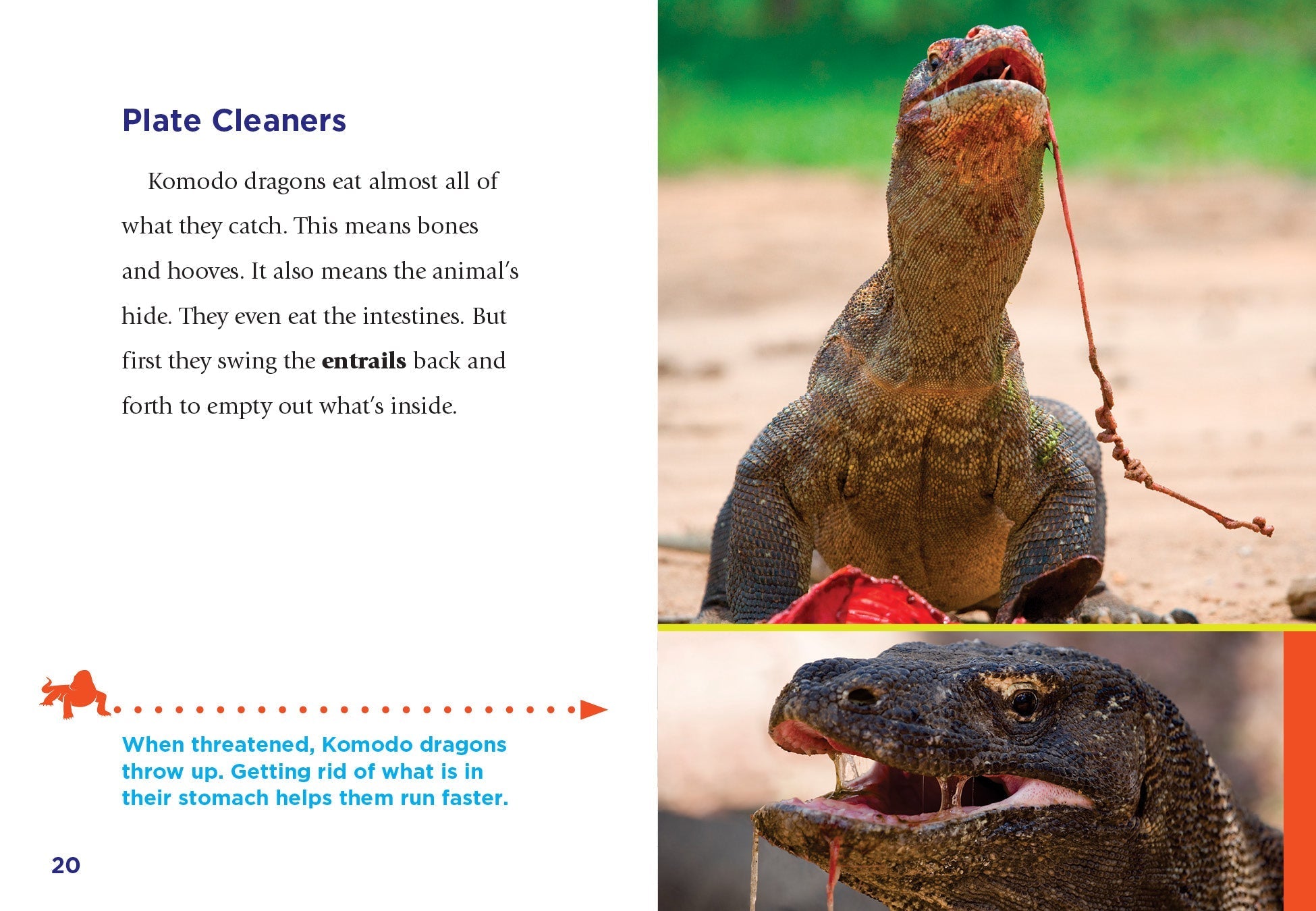 Komodo Dragons Book 9781623106454 - Learn About the World's Largest Lizards - Perfect for Reptile Enthusiasts & Science Education