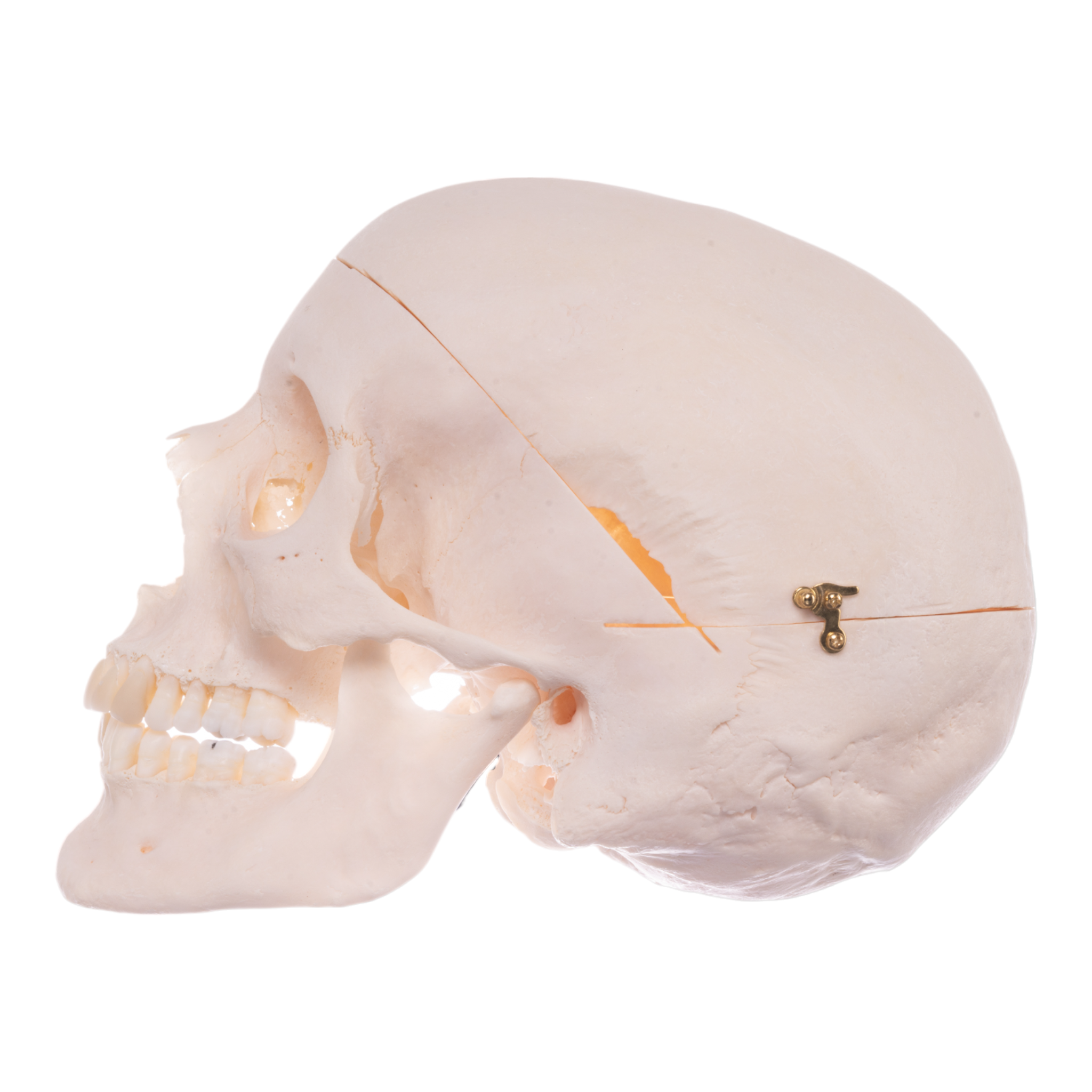 Authentic Human Skull for Medical Research & Education - Perfect for Anatomy Study, Forensic Training & Halloween Decor