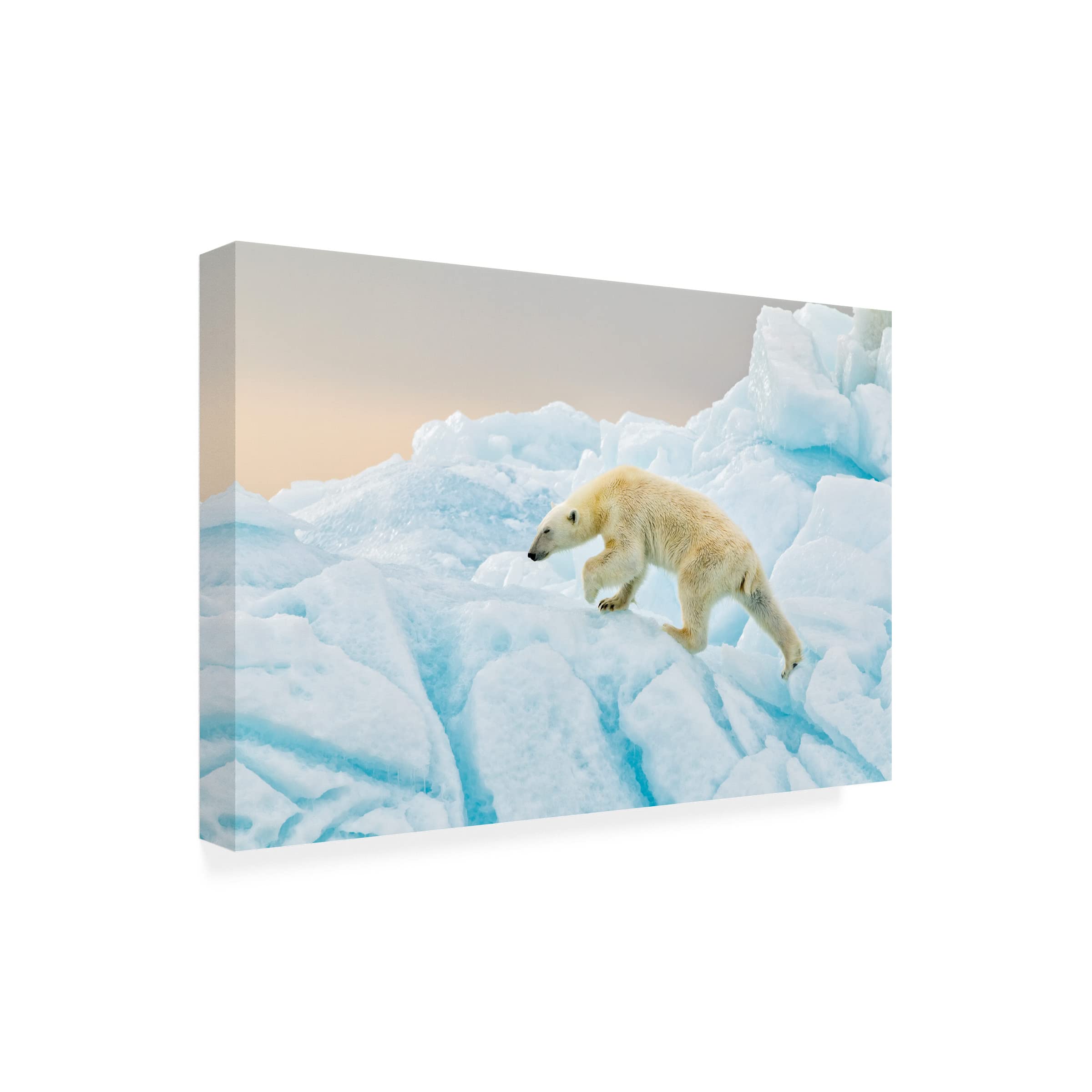Trademark Fine Art 'Polar Bear At Svalbard' Canvas Wall Art Print by Joan Gil Raga - Arctic Wildlife Decor for Living Room, Office & Nursery