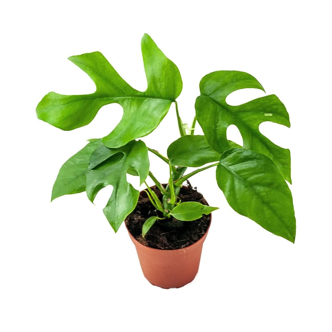 Mini Ginny Monstera Plant - Small Indoor Houseplant for Home Decor, Office Desk & Gift Giving