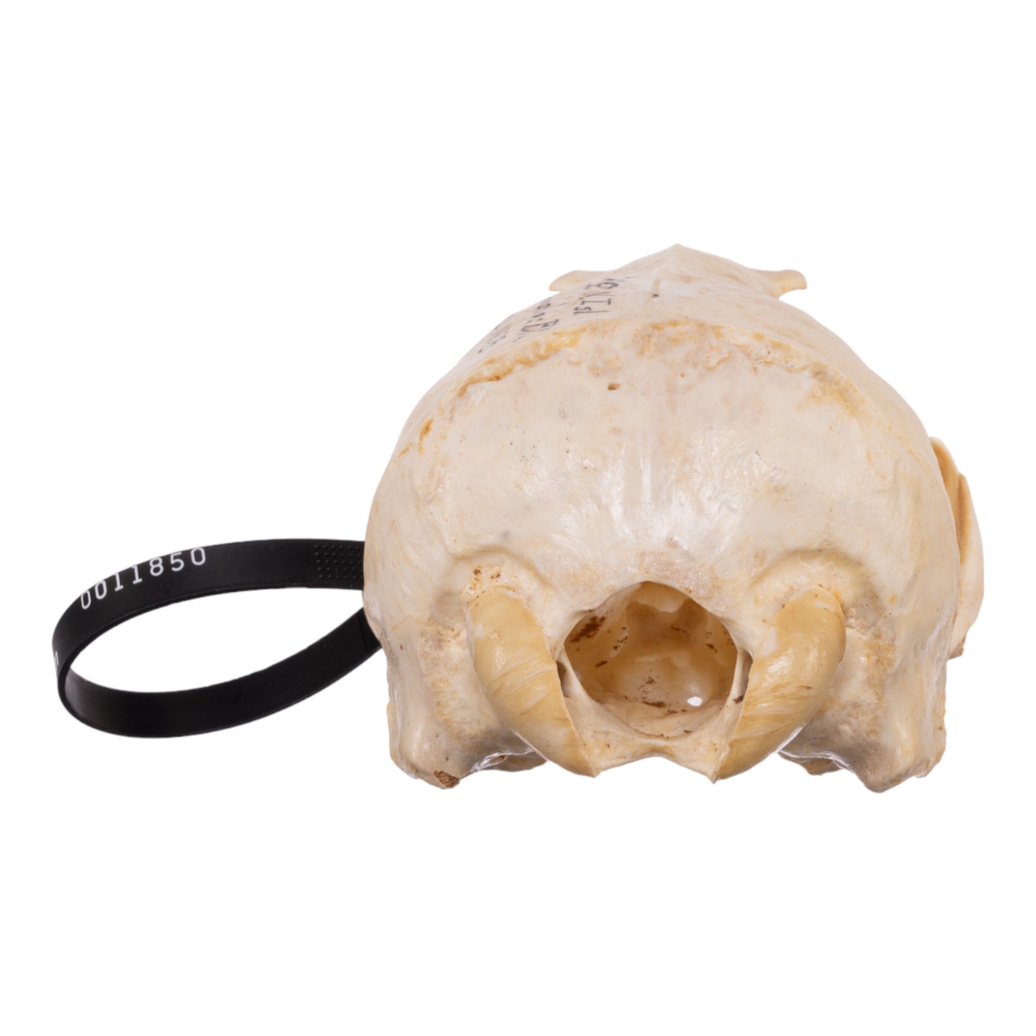 Authentic Female Sea Lion Skull - Rare Marine Mammal Specimen for Taxidermy, Science Education & Gothic Decor