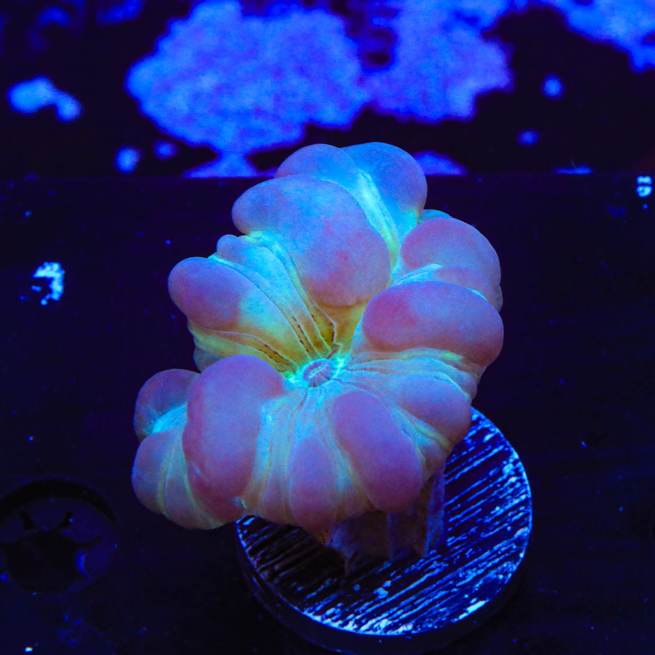Fox Coral 1019 20 - Premium Artificial Coral for Aquarium Decoration | Perfect for Saltwater Tanks, Reef Displays & Home Aquascaping