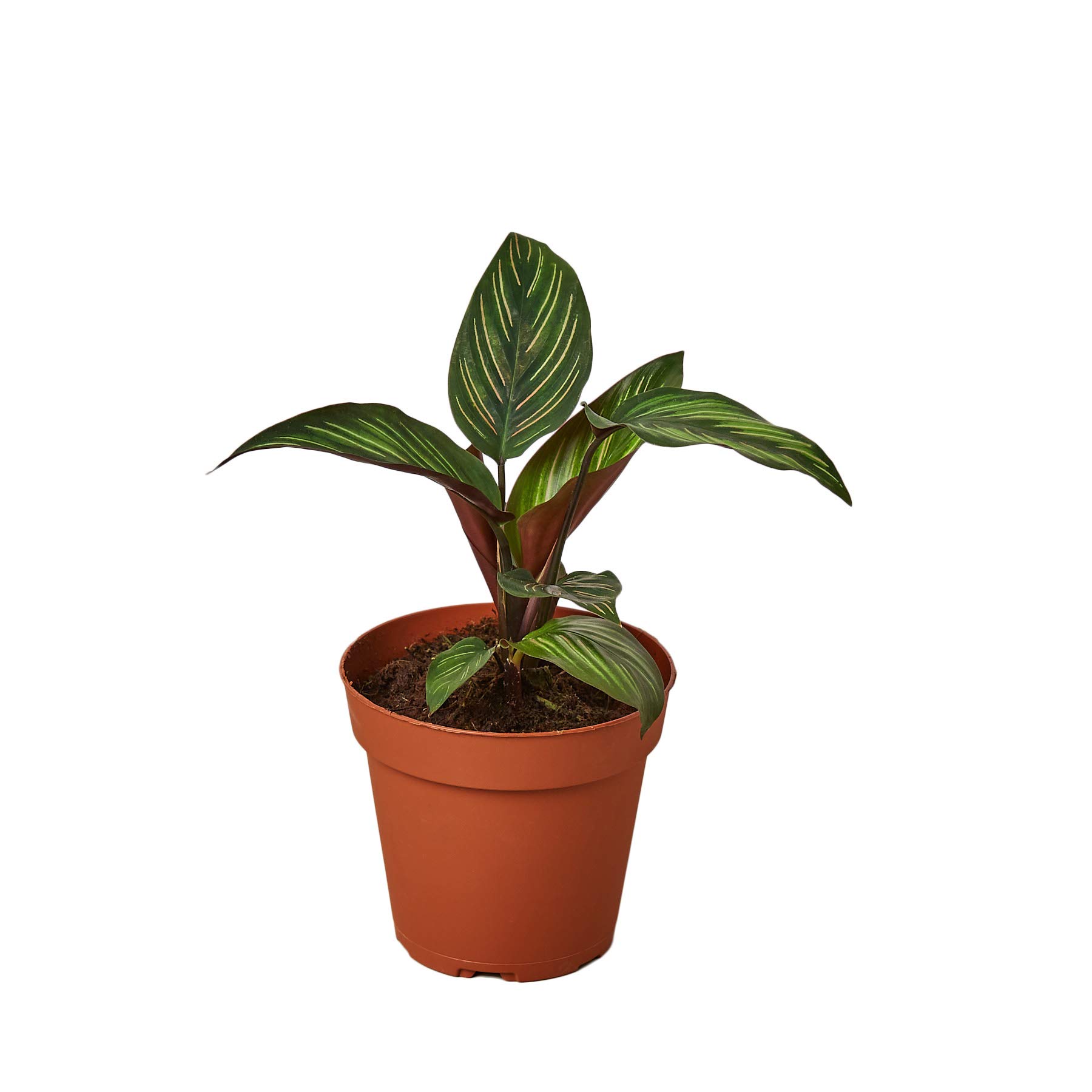Calathea 'Beauty Star' Live Indoor Plant - 4