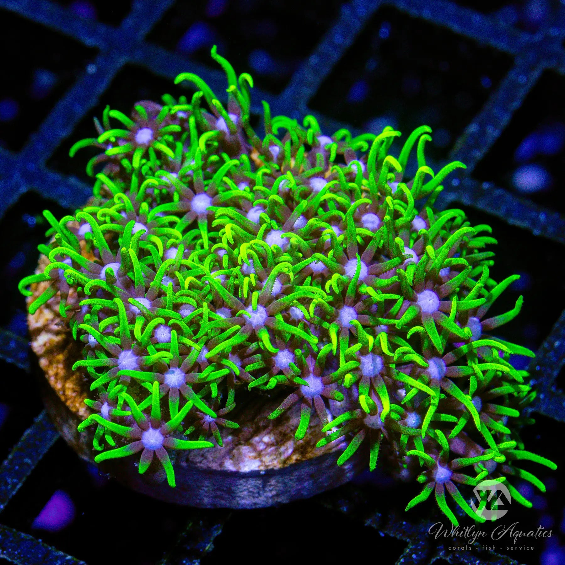 D18 Green Star Polyps Coral Frag - Live Saltwater Aquarium Coral for Reef Tanks | Perfect for Beginners & Nano Tanks | Enhances Marine Biodiversity