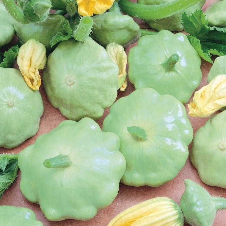 Organic Green Scallop Bennings Squash Seeds - Heirloom Non-GMO Summer Squash Variety for Home Garden | Perfect for Grilling, Roasting, and Healthy Recipes