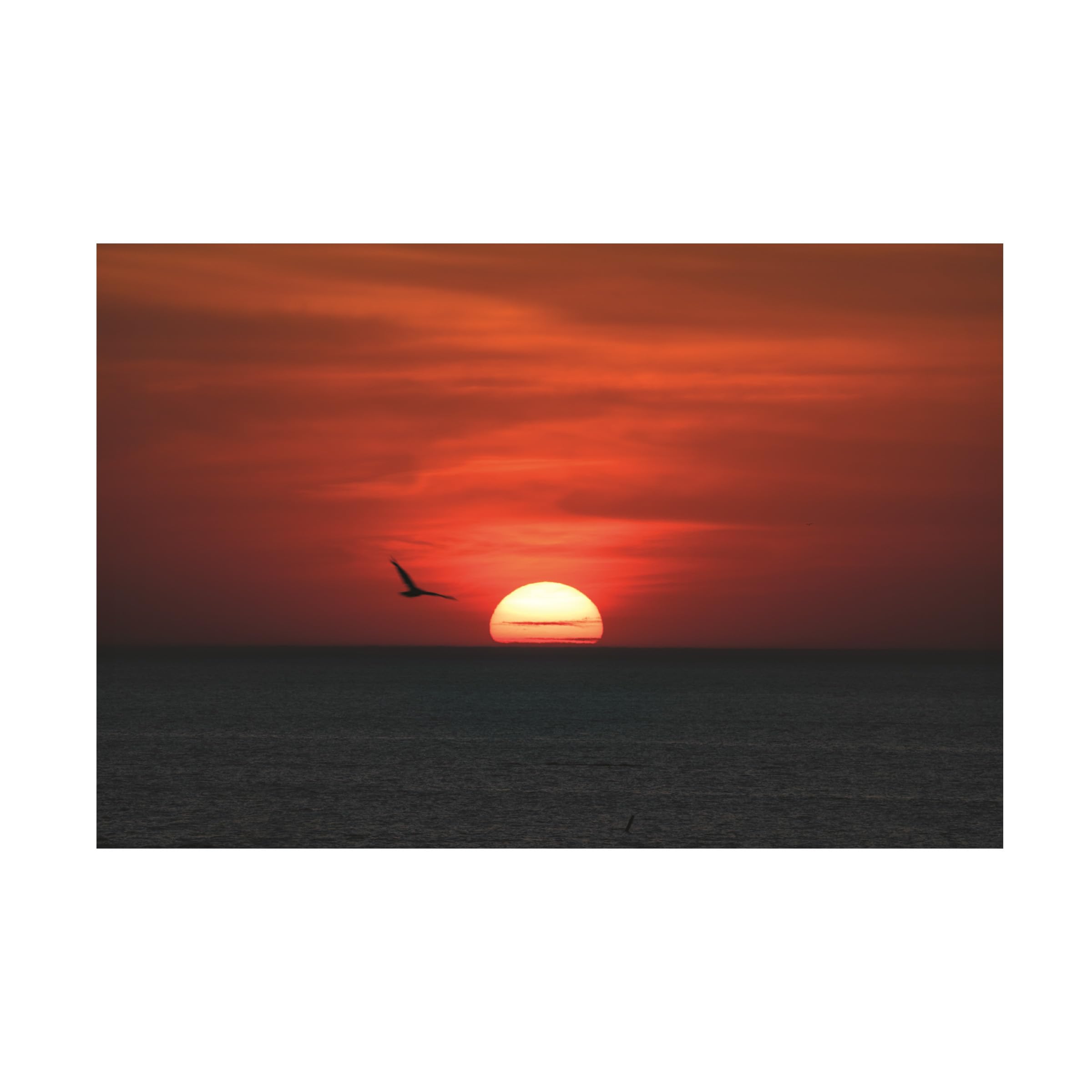 Kurt Shaffer 'June Seagull Sunset' Framed Canvas Wall Art Print - Coastal Beach Decor for Living Room, Bedroom & Office