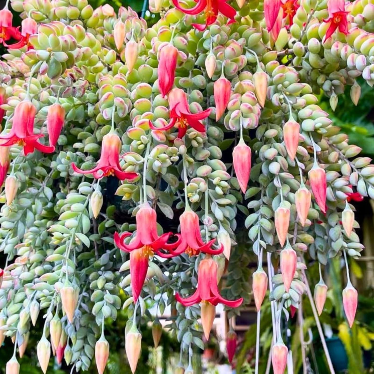 Cotyledon Pendens Succulent Live Plant - Trailing Succulent Houseplant in 2 Inch Pot, Small Indoor Succulent for Home Decor, Office Desk, or Gift Idea