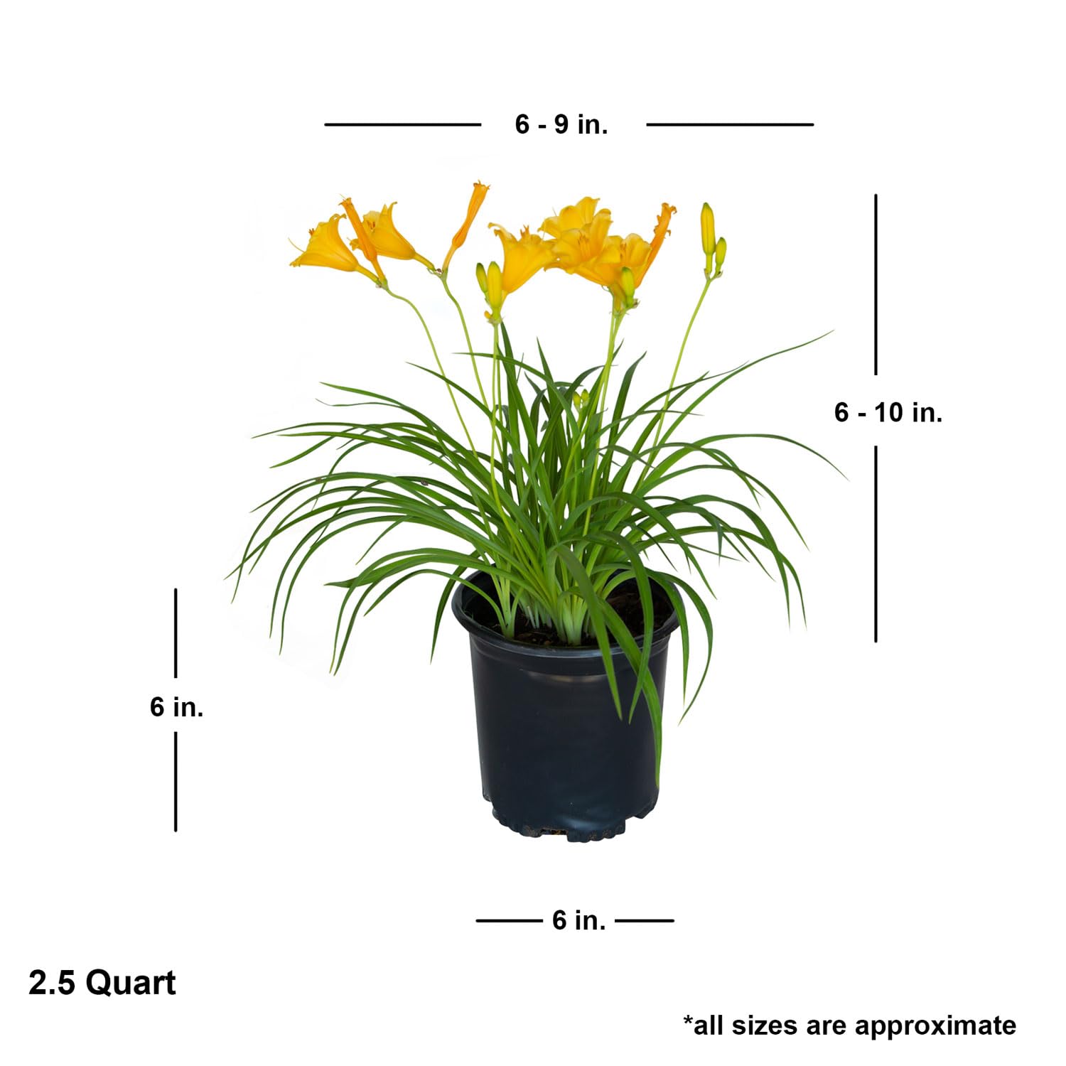 Stella De Oro Daylily Perennial Plant - 2.5 Quart Pot, Yellow Reblooming Flowers, Full Sun Outdoor Garden Plant - Perfect for Landscaping, Borders & Container Gardening