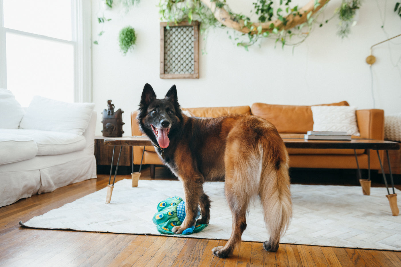 Percy the Peacock Plush Dog Toy - Fetching Flock™ Interactive Chew Toy for Dogs | Soft & Durable Pet P.L.A.Y. Toy for Fetch, Tug-of-War & Cuddling | Perfect for Playtime, Training & Comfort