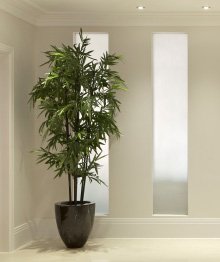 Black Bamboo Live Plant (Phyllostachys Nigra) - #1 Size for Privacy Screening, Landscaping & Asian Garden Decor - Fast Growing Evergreen Hedge for Outdoor Planting