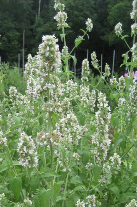 Organic Catnip Seeds for Planting - Non-GMO, Heirloom Herb Seeds for Indoor & Outdoor Gardening - Grow Your Own Catnip for Toys, Treats & Enrichment (Great for Cat Lovers & Pet Owners)