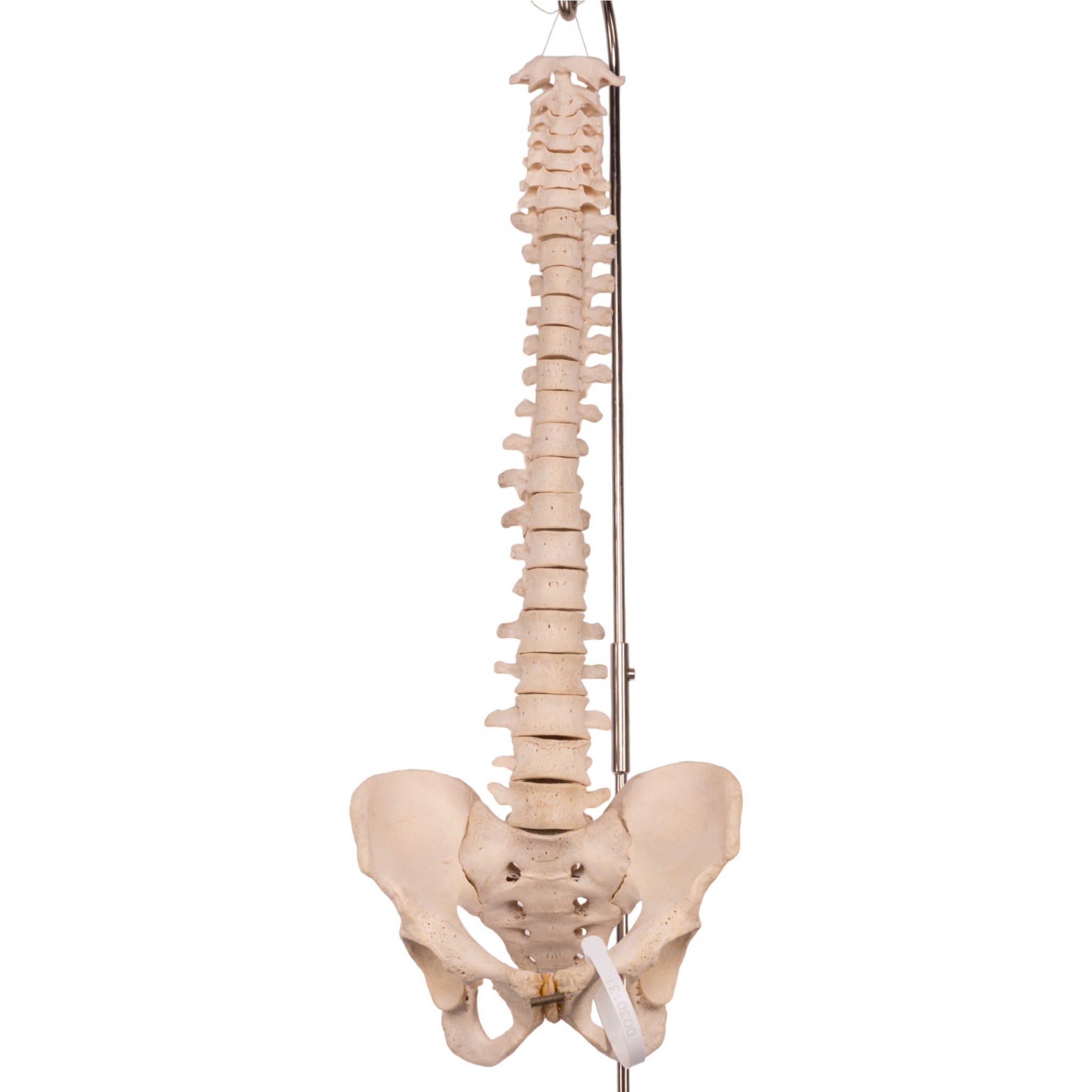 Real Human Spine, Sacrum & Pelvis - Anatomical Model for Medical Education, Chiropractic Training & Osteopathic Studies