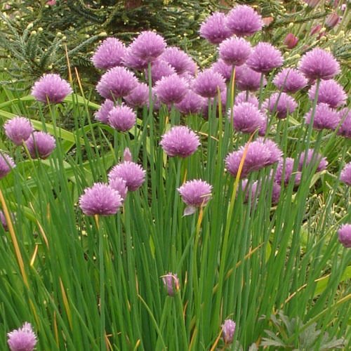 Organic Chives Seeds (Allium schoenoprasum) - 50+ Non-GMO Heirloom Seeds for Planting - Perfect for Herb Gardens, Kitchen Windowsills & Culinary Use