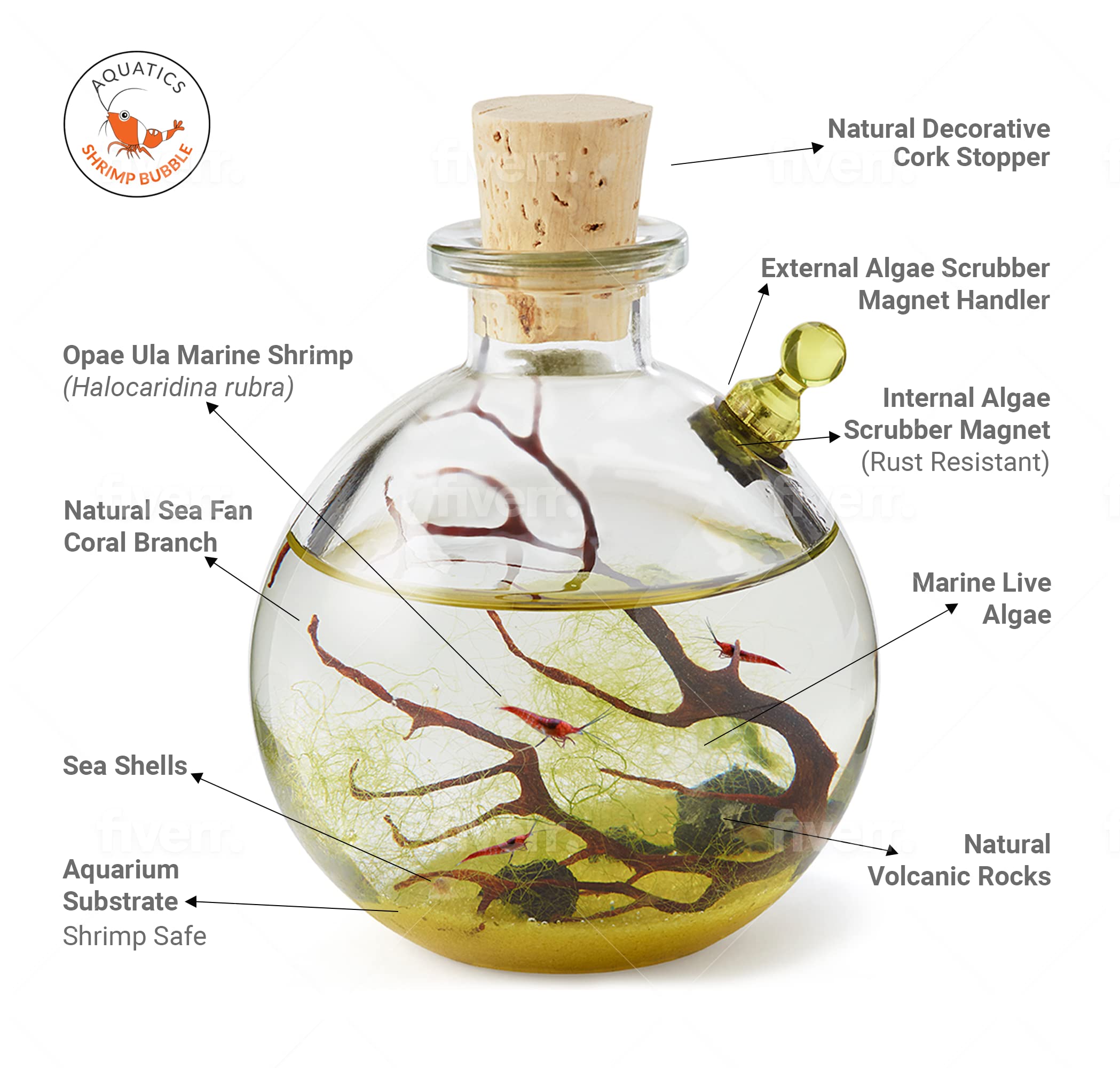 Self-Sustaining Glass Ecosystem Terrarium Kit - Indoor Plant Decor for Home, Office, or Gift - Perfect for Relaxation, Meditation & Nature Lovers