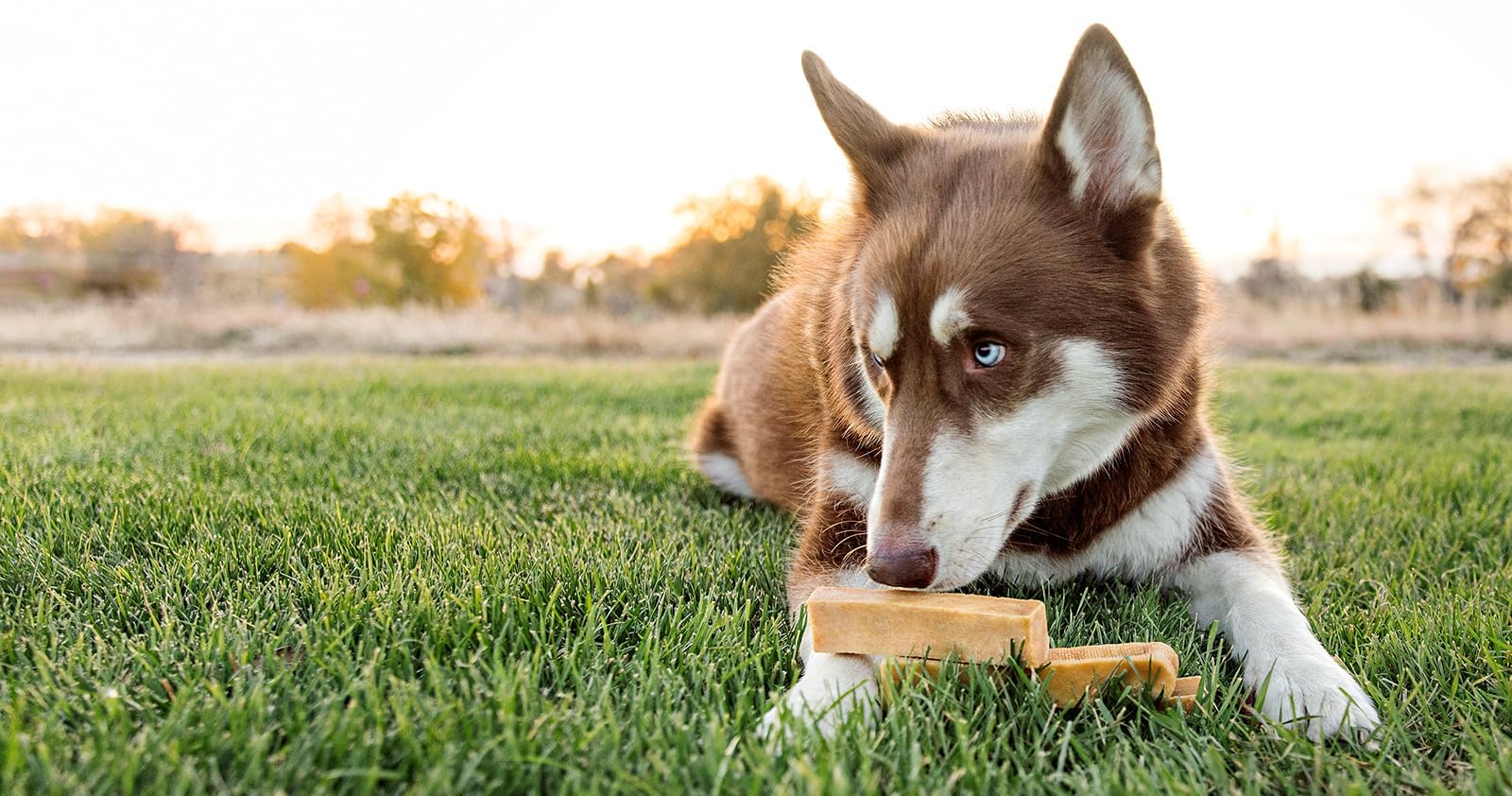 Premium Yak Cheese Dog Treats - Natural Himalayan Yak Chews for Dogs - Grain Free, Lactose Free, Easily Digestible - 100% Eco-Friendly Packaging (5 Lb Bag) - Perfect for Training, Chewing & Dental Health