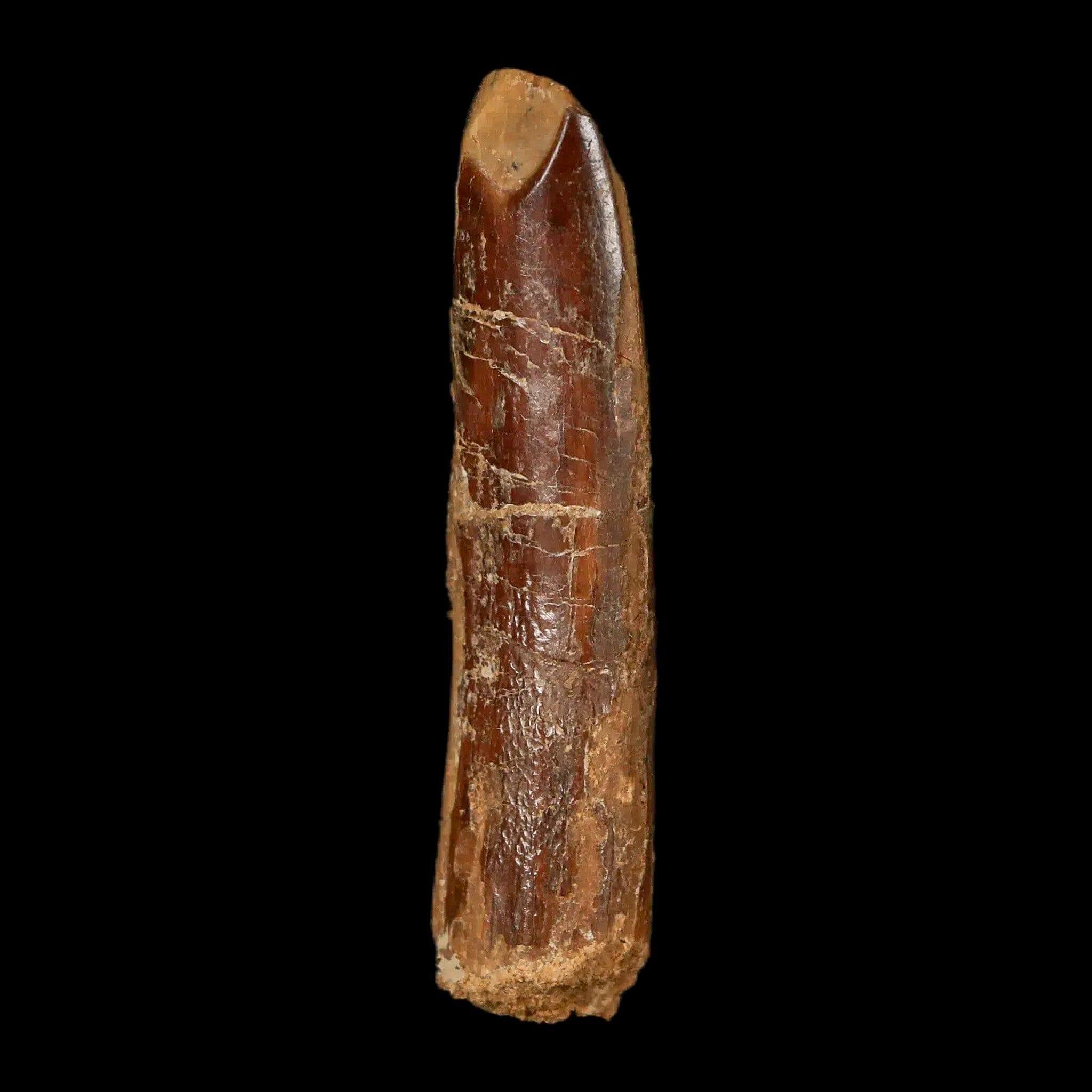 2 Authentic Rebbachisaurus Sauropod Dinosaur Fossil Teeth - Early Cretaceous Period - Includes COA - Perfect for Paleontology Collections & Educational Displays