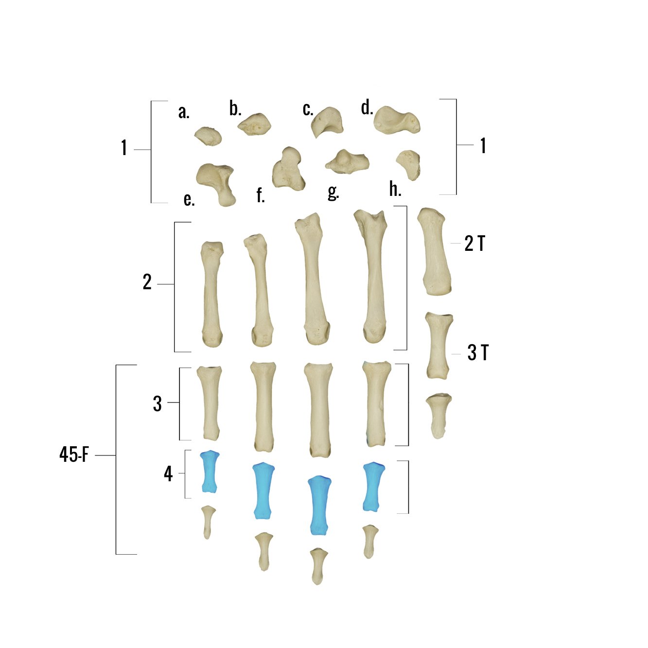 Real Human Hand Skeleton Model - Anatomically Accurate Single Bone Structure for Medical Study, Halloween Decor & Science Education