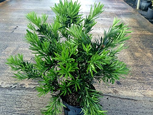 6 Podocarpus Macrophyllus Live Plants - Small Starter Plants Under 12 Inches for Landscaping, Hedge & Privacy Screen | Perfect for Garden, Patio & Outdoor Decor