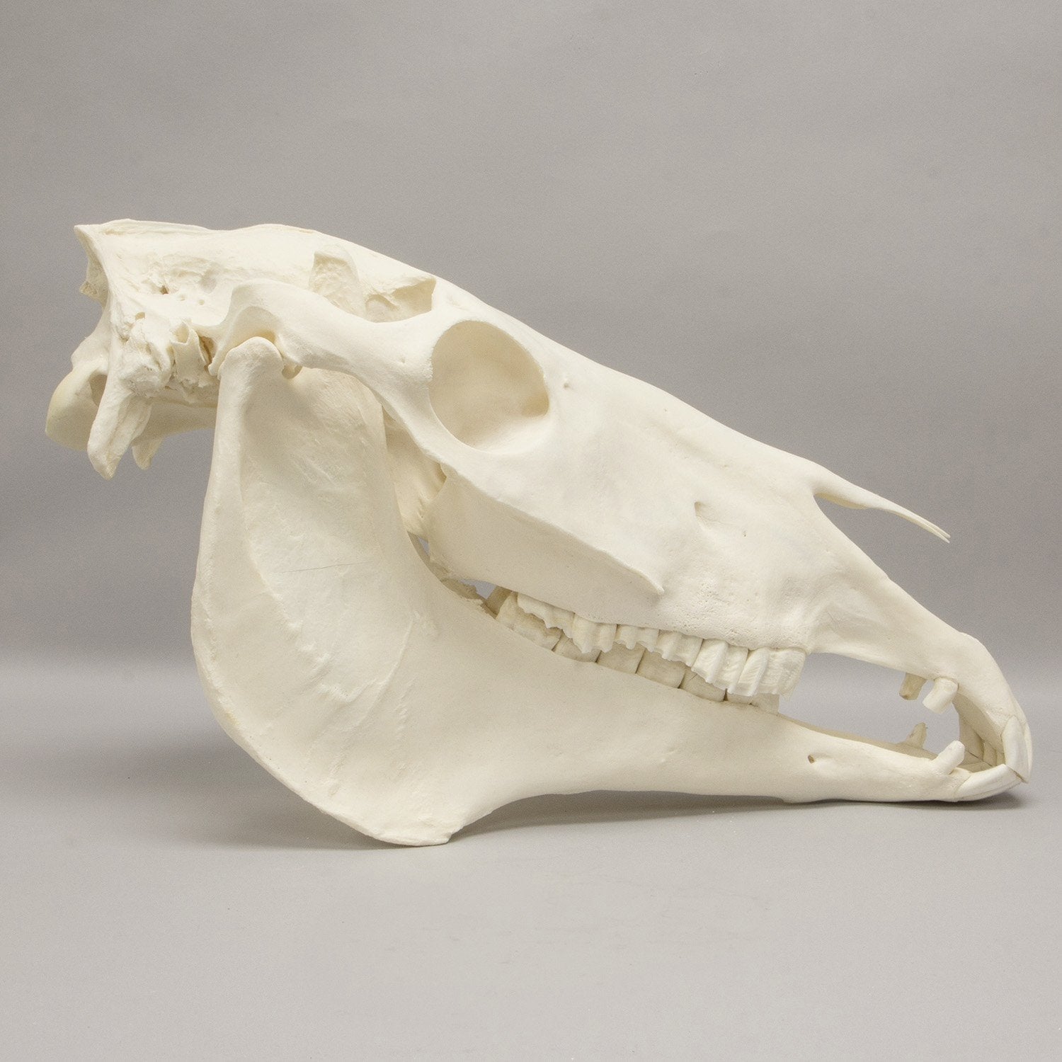 Real Horse Skeleton Disarticulated - Authentic Anatomical Specimen for Veterinary Study, Biology Education & Halloween Decor