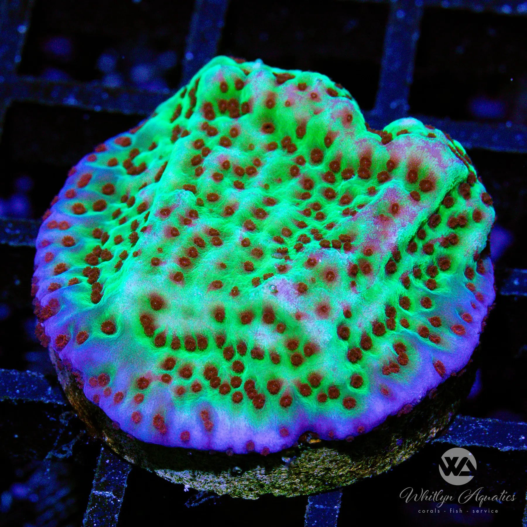 C36 Jedi Mind Trick Monti Coral - WYSIWYG Live Coral for Saltwater Aquariums | Perfect for Reef Tanks & Marine Displays