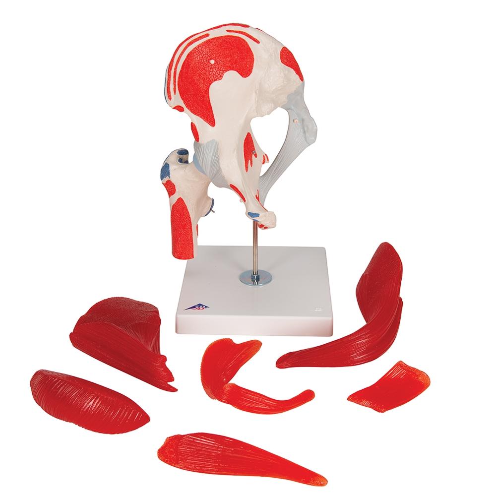 7-Part Hip Joint Model with Muscles - Anatomical Educational Tool for Medical Students, Doctors, and Physical Therapists - Perfect for Classroom, Lab, and Clinical Demonstrations
