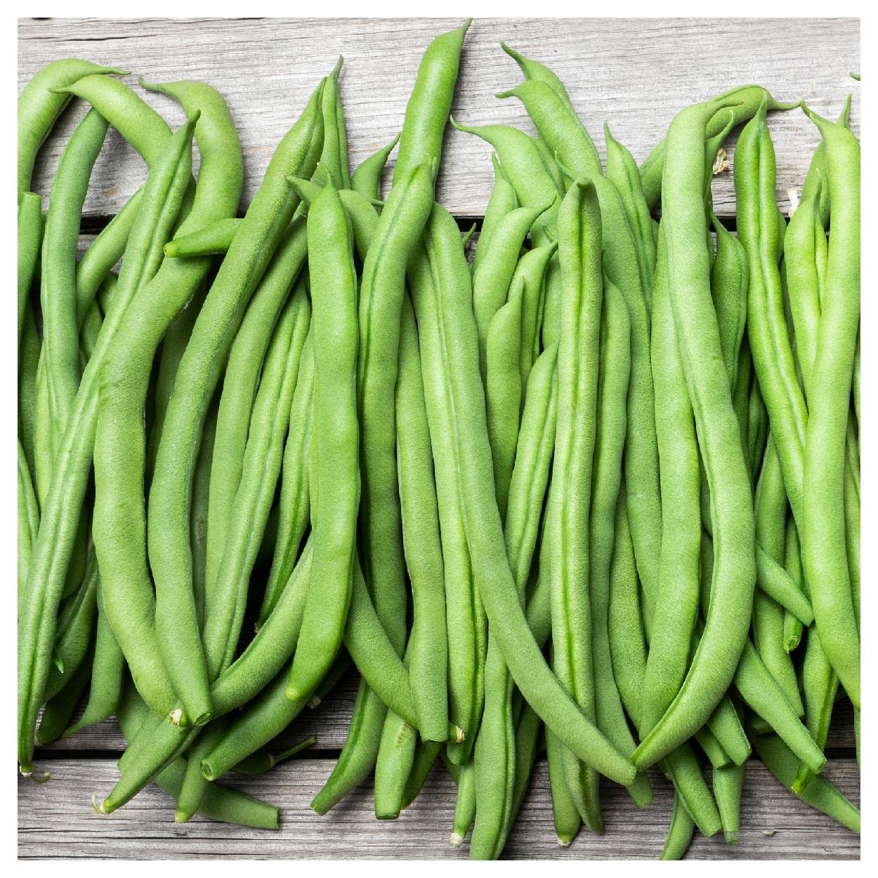 Organic Blue Lake Pole Bean Seeds - 50 Count - Non-GMO, Heirloom, USDA Certified - Everwilde Farms Gold Vault Packet - Perfect for Home Gardening, Vertical Trellis Planting & Sustainable Farming