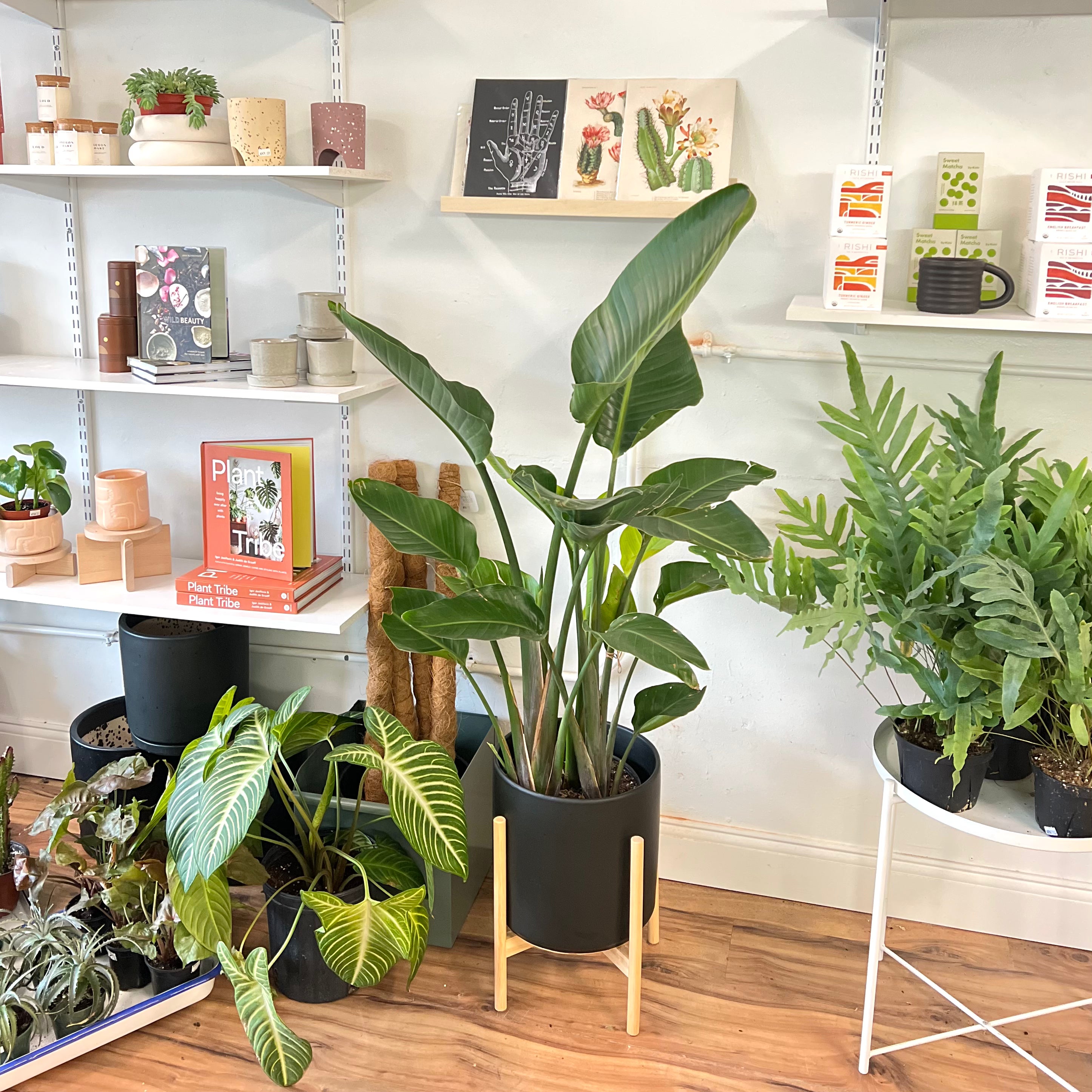 Strelitzia (Bird of Paradise) Plant - Exotic Tropical Flower for Home & Garden Decor | Perfect for Indoor & Outdoor Landscaping