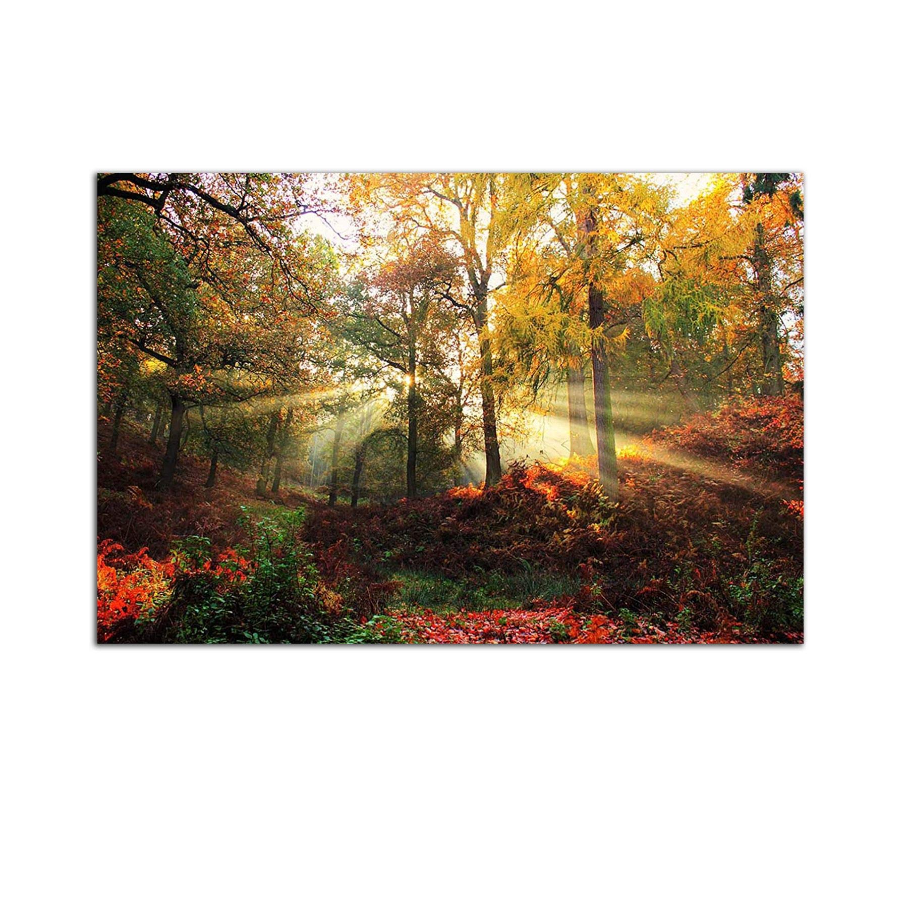 Startonight Acrylic Glass Wall Art - Autumn Forest Landscape - Modern Home Decor Glossy Artwork 24