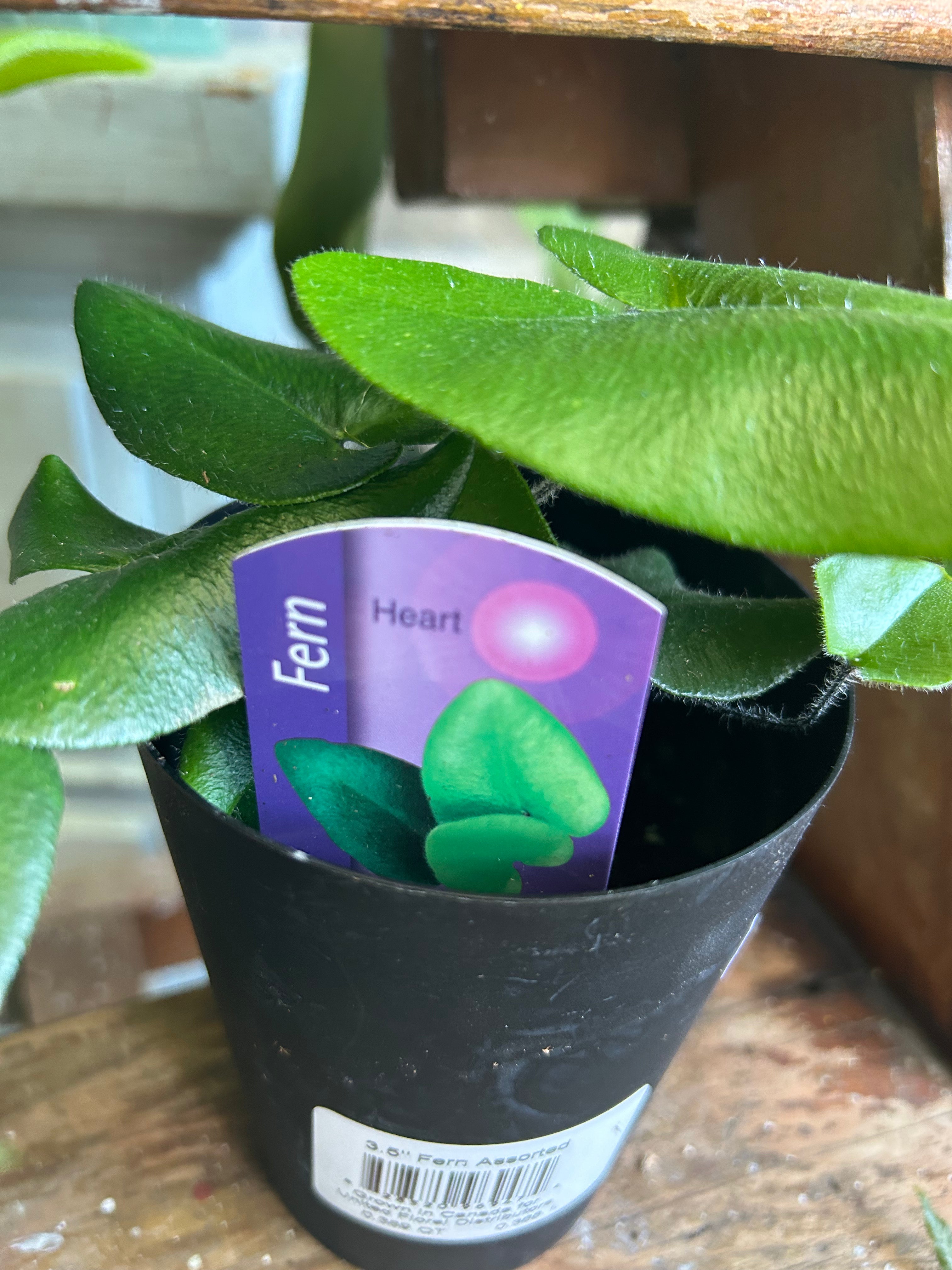 Heart Fern Plant - Live Indoor Houseplant for Home & Office Decor - Perfect for Shelves, Desks, and Tabletop Displays