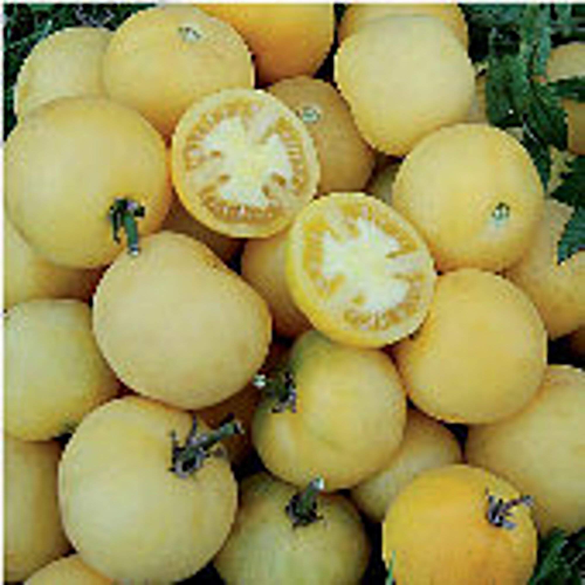 Non-GMO Wapsipinicon Peach Tomato Seeds (20+ Seeds) - Heirloom Vegetable & Fruit Seeds for Planting | Home Garden, Greenhouse, or Container Gardening | Perfect for Fresh Salads, Sauces, and Canning