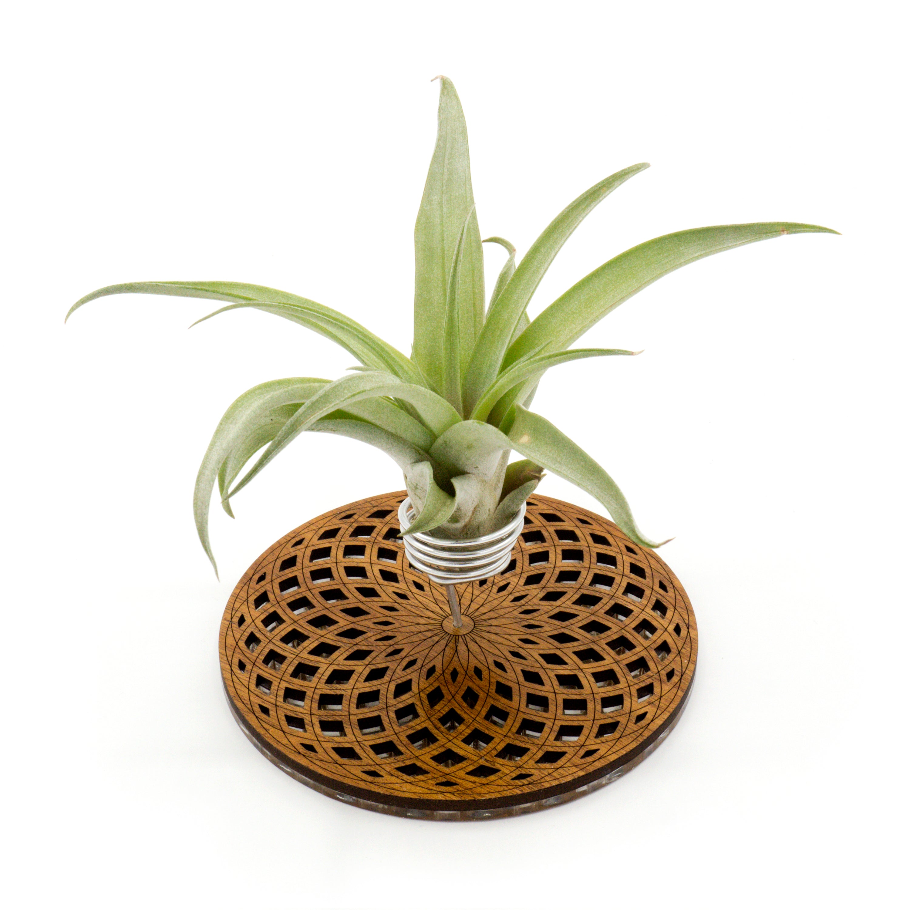 Geometric Wood Air Plant Holder - Modern Tabletop & Shelf Display Stand for Home Decor | Unique Gift Idea for Plant Lovers | Perfect for Living Room, Office Desk & Wedding Centerpieces