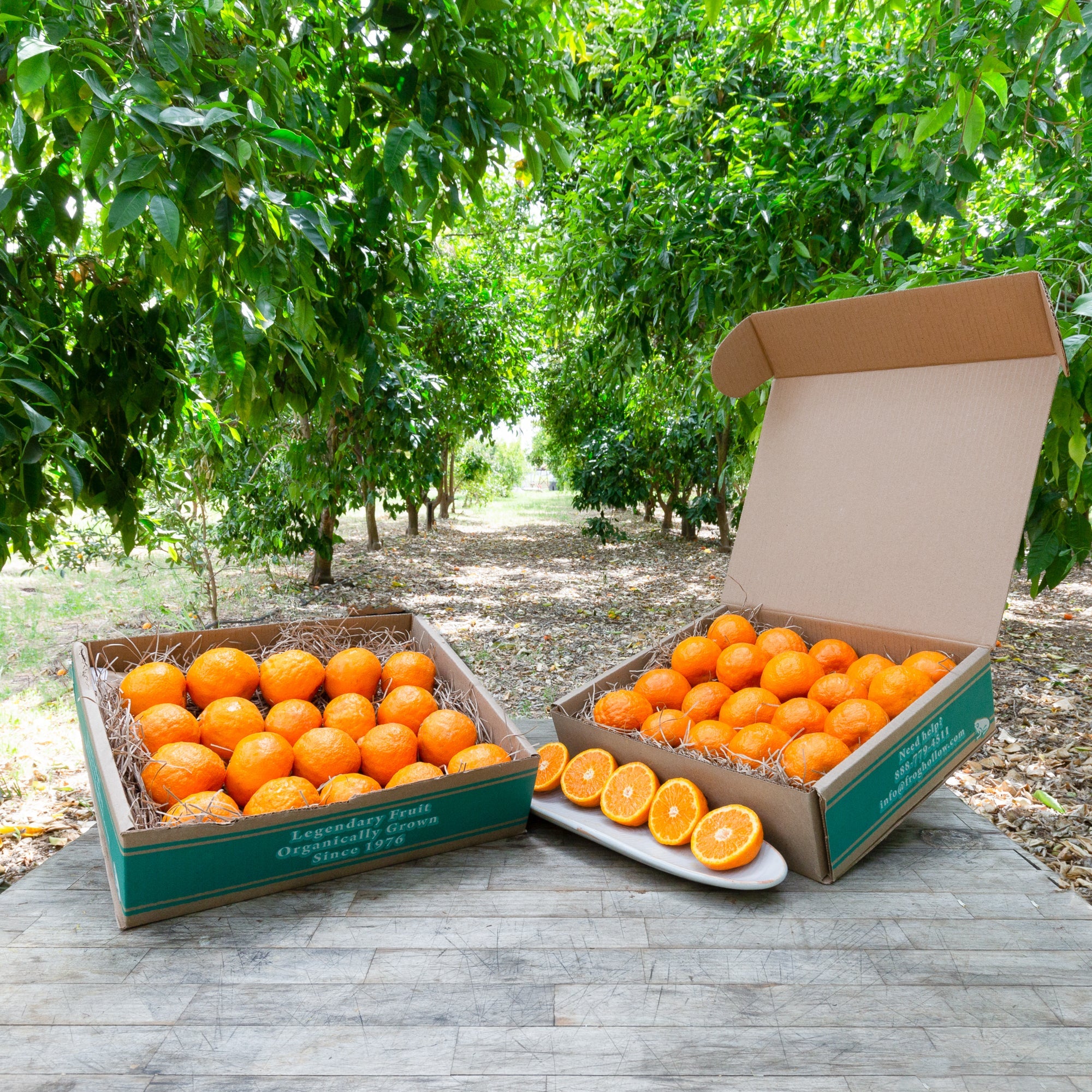 Organic Gold Nugget Mandarins - Sweet Seedless Citrus Fruit for Healthy Snacking, Juicing & Gift Baskets
