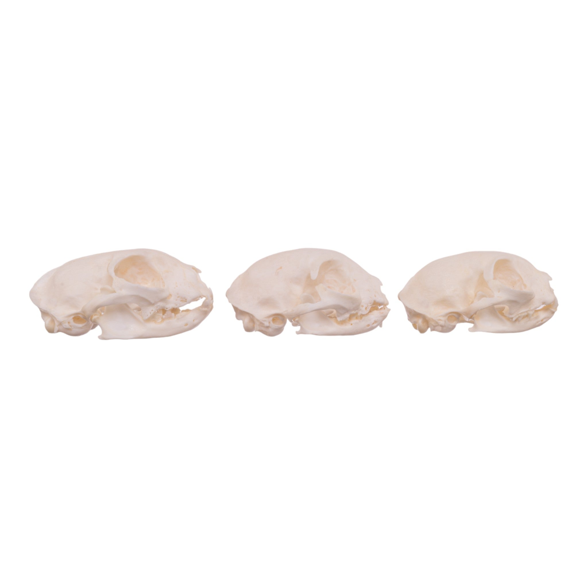 Authentic Domestic Cat Skull Specimen - Missing Teeth (Single Piece) - Perfect for Veterinary Studies, Oddity Collections & Gothic Decor