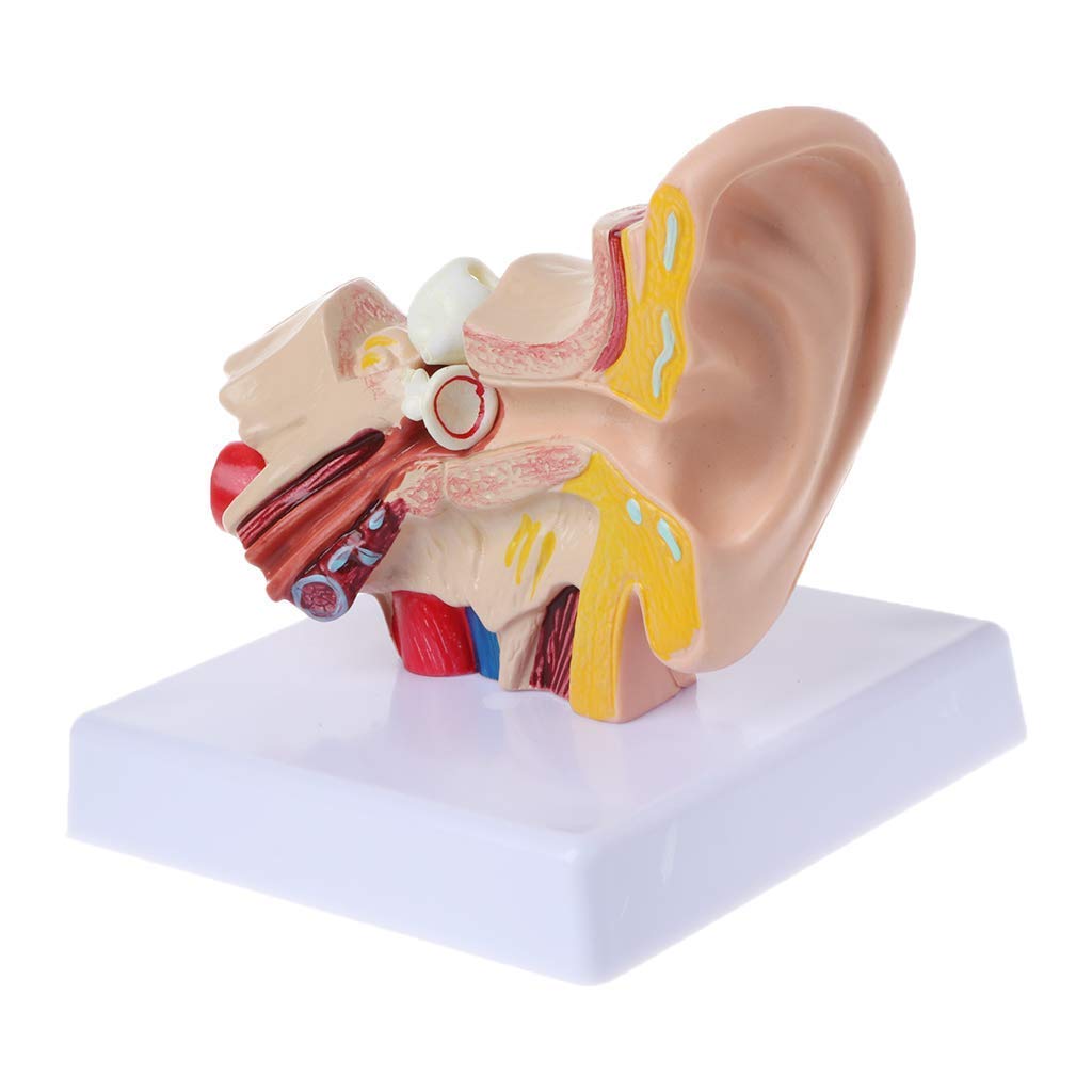 1.5X Life Size Human Ear Anatomy Model - Professional Medical Teaching Tool for Students & Doctors | Perfect for Classrooms, Labs & Medical Training