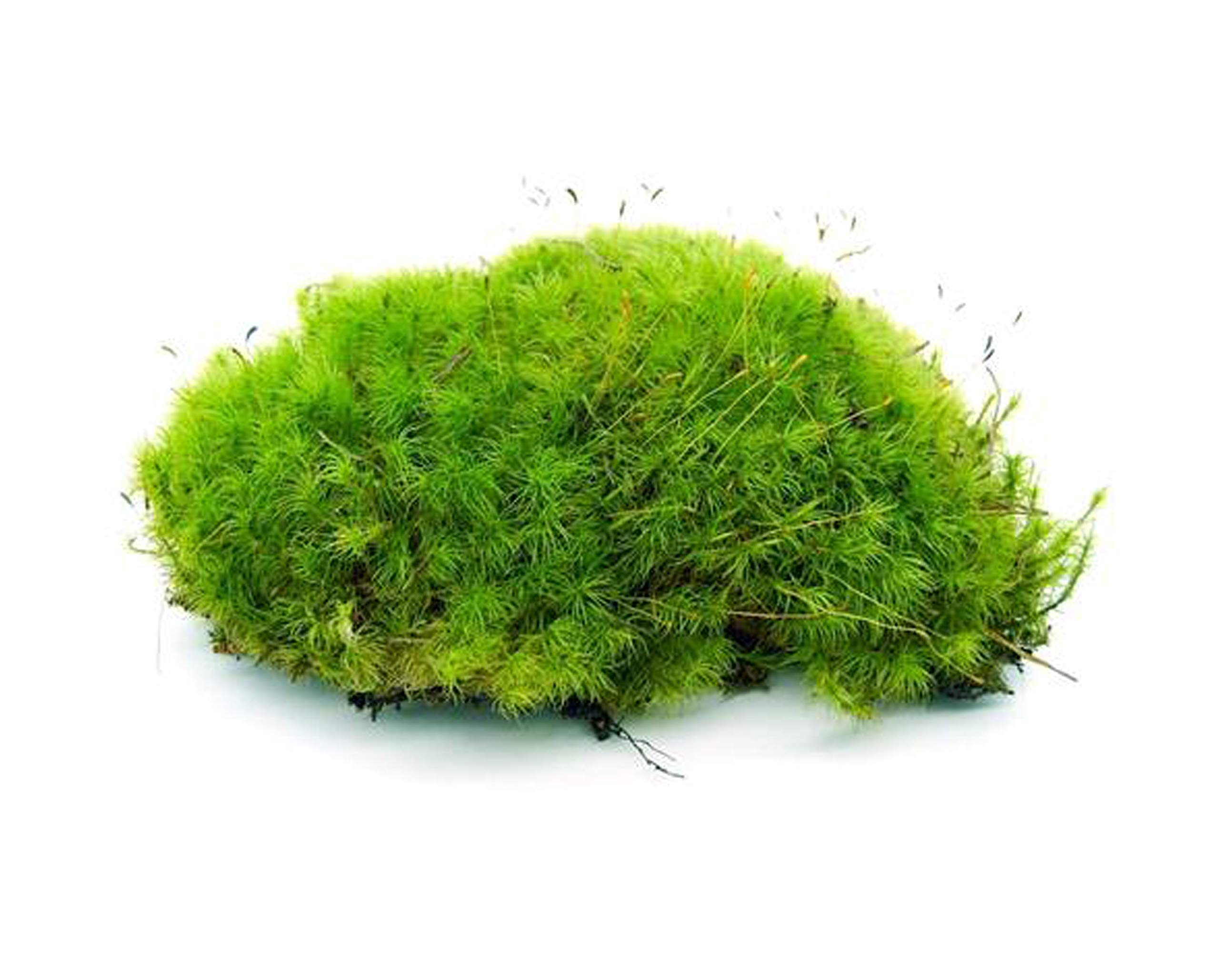 BIODUDE Live Terrarium Moss - Natural Pillow Moss for Reptiles, Amphibians & Vivariums - Perfect for Habitat Decoration, Moisture Retention & Bioactive Enclosures