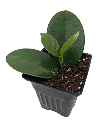 Hoya Australis Plant - Exotic Yet Easy to Grow - 4 Inch Pot - Perfect for Indoor Home Decor, Office Plants & Gift Ideas