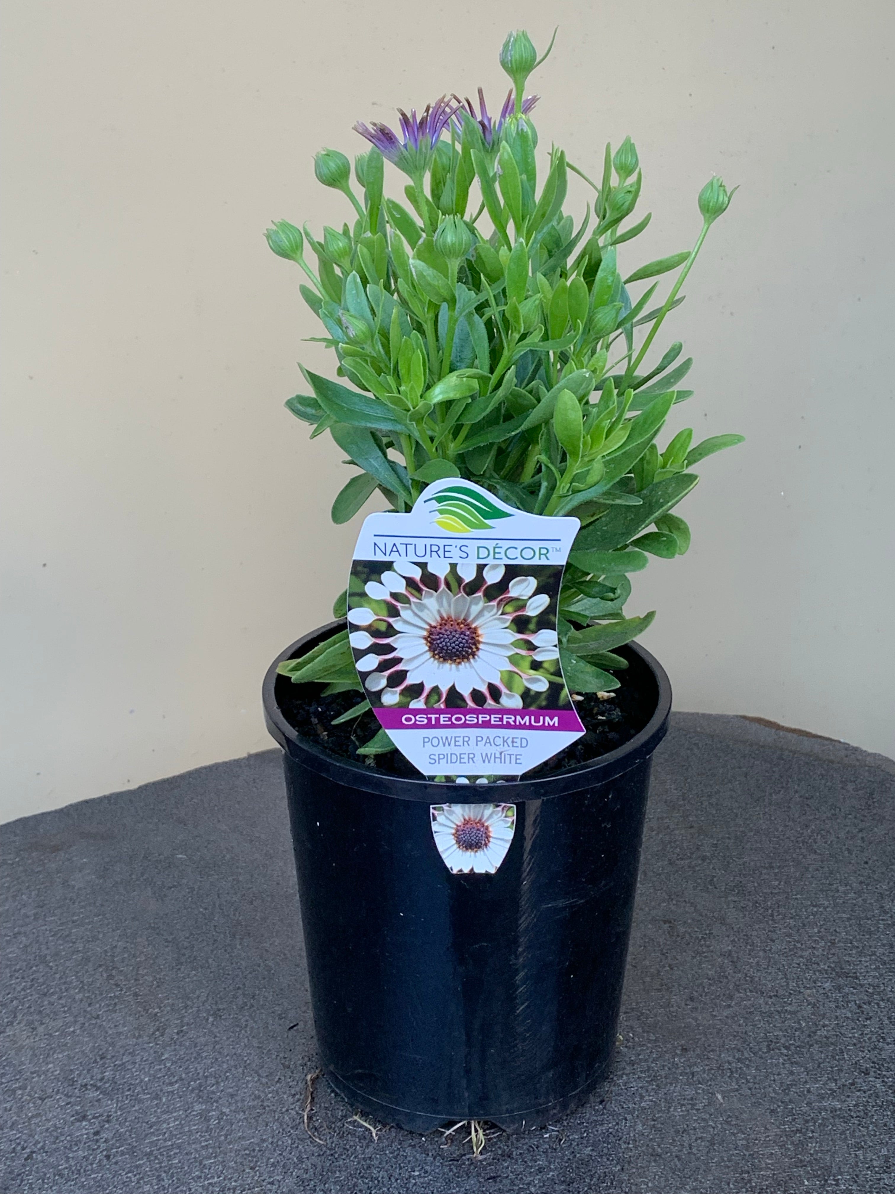 Osteospermum 'Power Packed Spider White' African Daisy Plants - Beautiful White Spider Flowers for Garden Beds, Borders & Containers - Perfect for Outdoor Landscaping & Pollinator Gardens