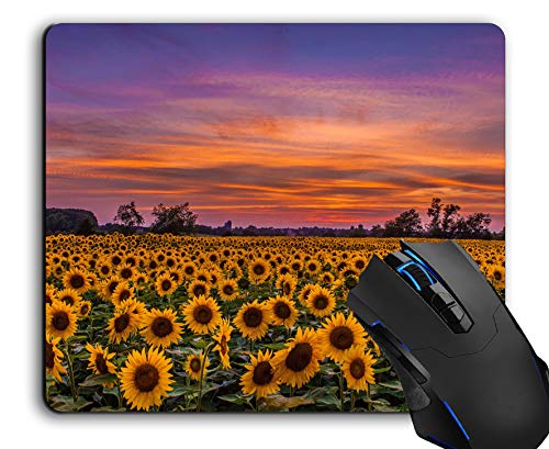 Sunflowers Field Sunset