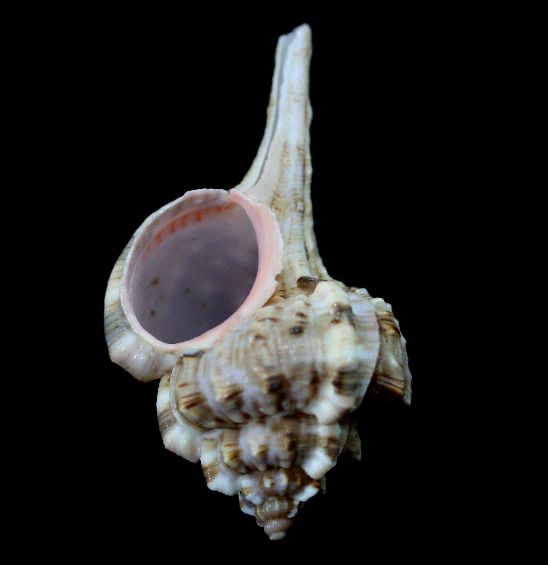 Snipe's Bill Murex Shell - Natural Seashell for Beach Decor, Coastal Home Decor, Shell Collection - Perfect for Beach Themed Parties, DIY Crafts, and Marine Life Displays