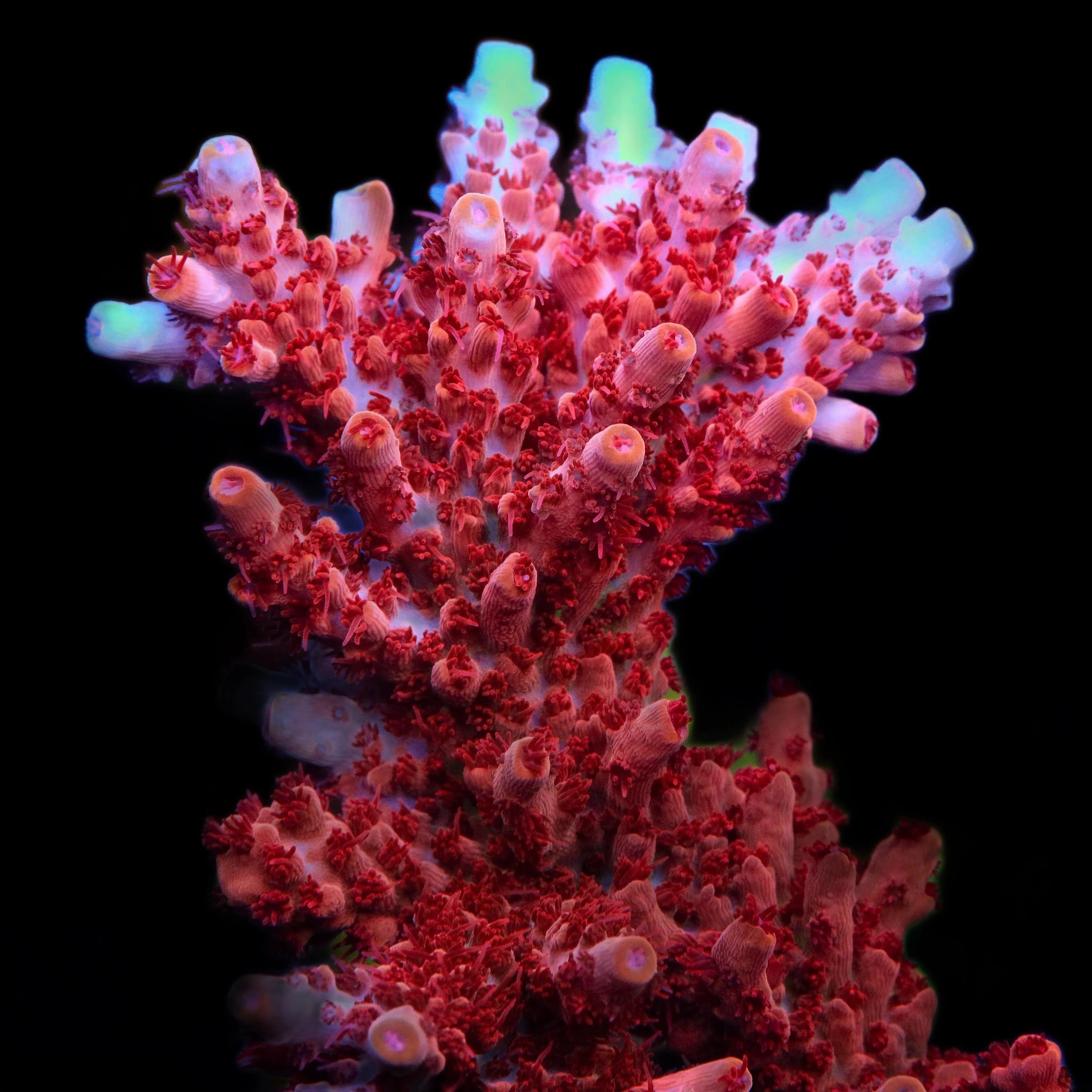 Premium CB Maleficent Acropora Coral for Saltwater Aquariums - Vibrant Purple & Green SPS Coral for Reef Tanks, Coral Frags, and Marine Aquascaping