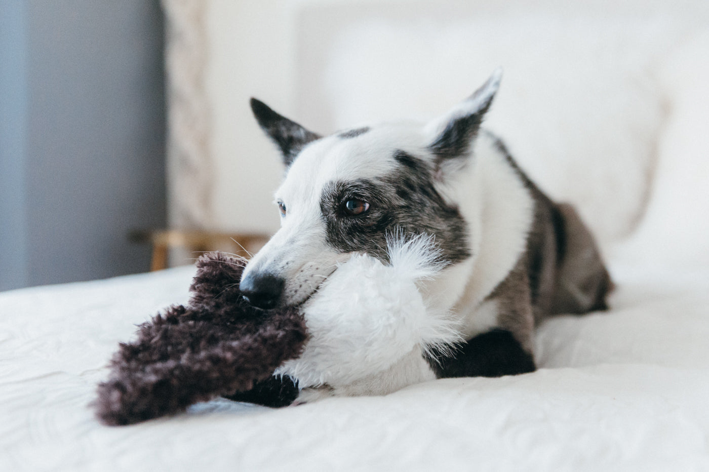Edgar the Eagle Plush Dog Toy - Fetching Flock™ Chew-Resistant Squeaky Stuffed Animal for Medium & Large Dogs | Perfect for Fetch, Tug-of-War & Cuddling | Pet P.L.A.Y.