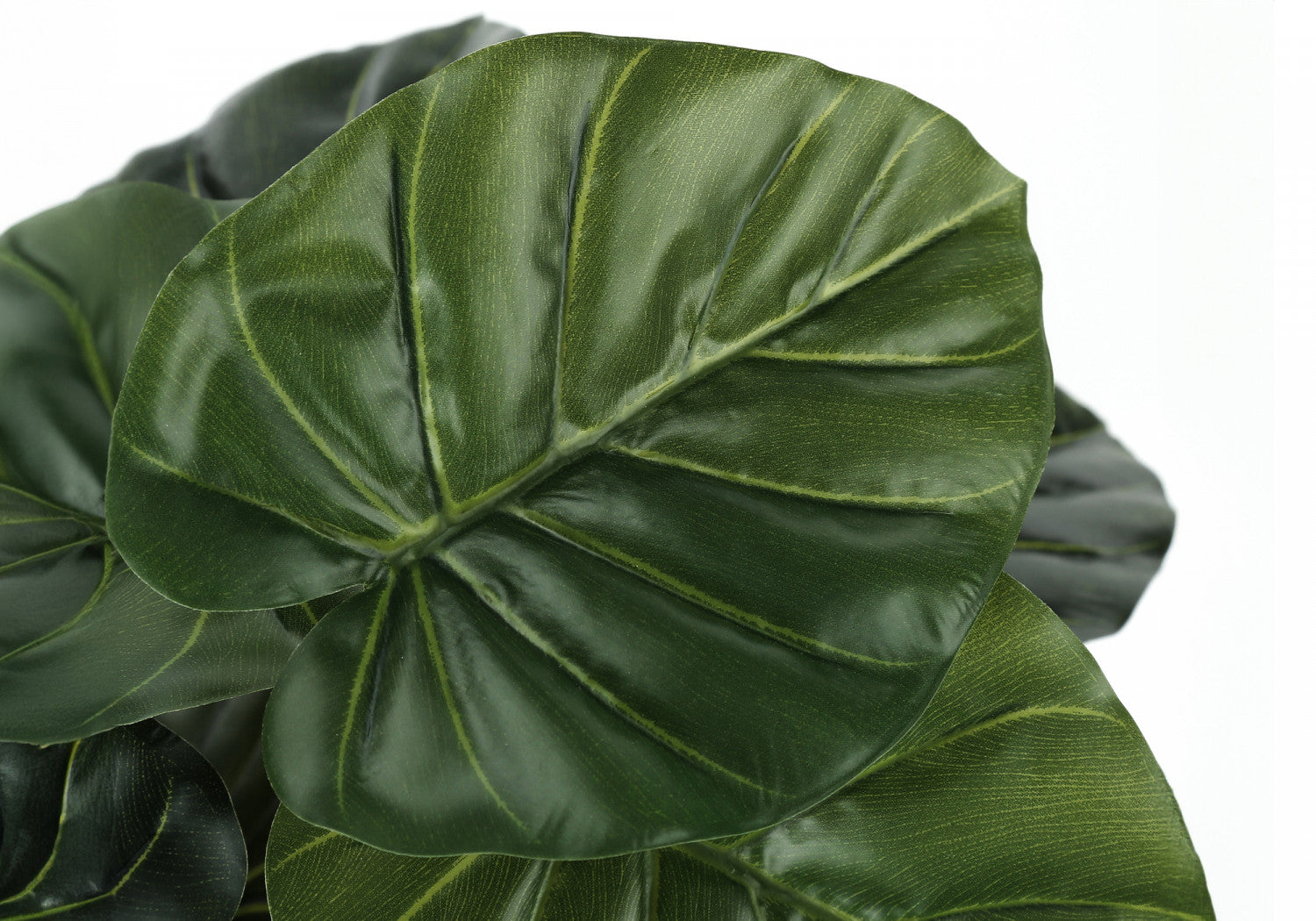 24 Alocasia Plant with 5 Black Pots - Tropical Indoor Houseplant for Home & Office Decor - Perfect for Living Room, Bedroom, or Gift Giving