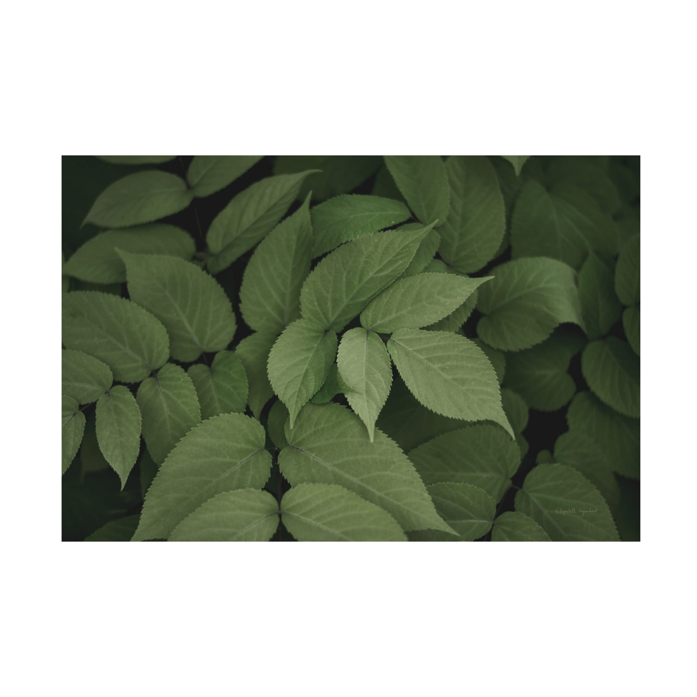 Trademark Fine Art 'Leafy I' Canvas Wall Art Print by Elizabeth Urquhart - Nature Inspired Botanical Decor for Living Room, Bedroom & Office
