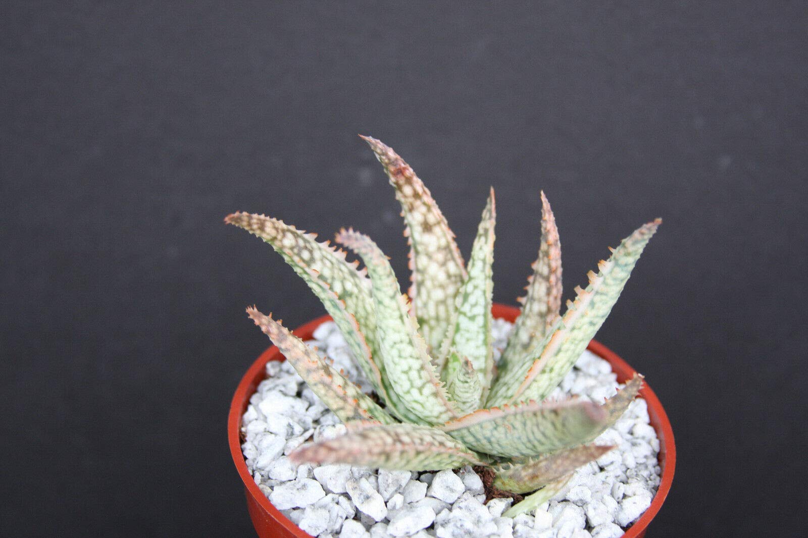 Thronesfarm Aloe cv White Lightning - Rare Exotic Hybrid White Aloe Plant in 4 Inch Pot for Home Decor, Office Desk, and Succulent Garden