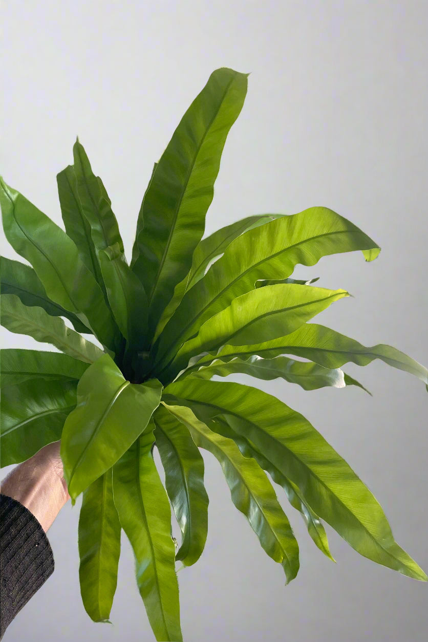 Asplenium Antiquum 'Victoria' - 4 Inch Japanese Bird's Nest Fern - Perfect for Indoor Houseplants, Office Decor, and Low Light Spaces